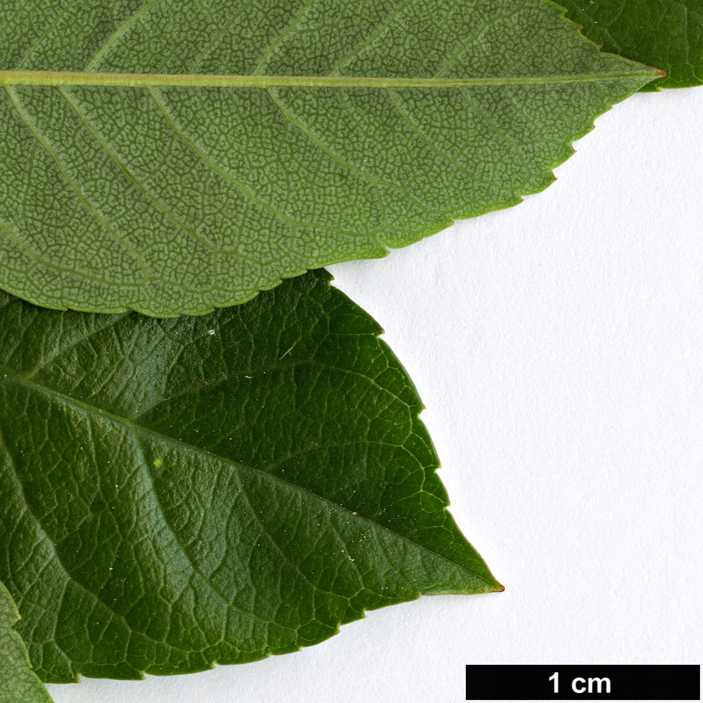 High resolution image: Family: Rosaceae - Genus: Prunus - Taxon: pumila