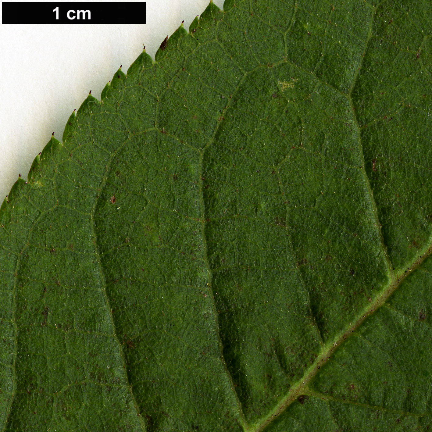 High resolution image: Family: Rosaceae - Genus: Prunus - Taxon: rufa