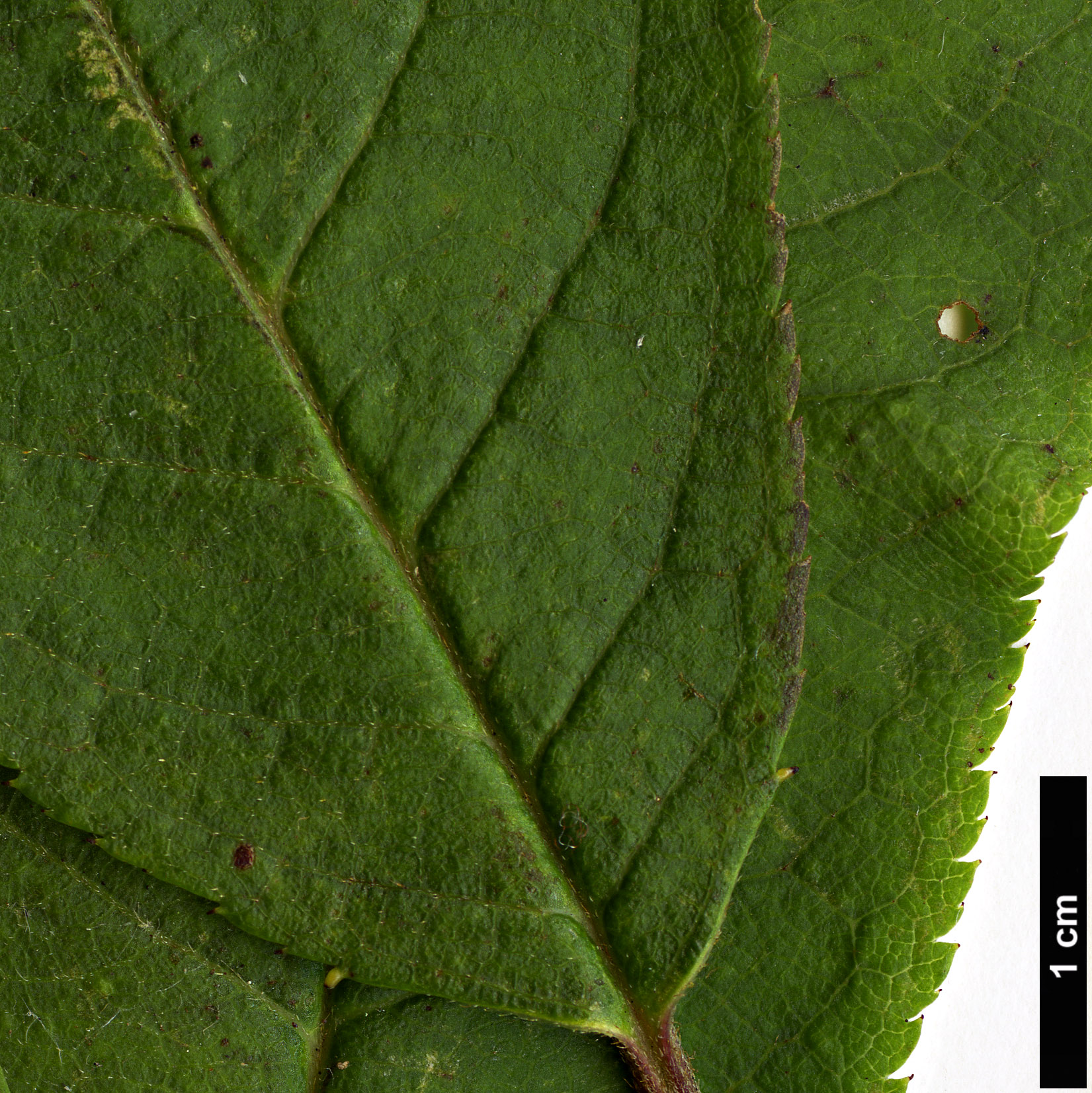 High resolution image: Family: Rosaceae - Genus: Prunus - Taxon: rufa
