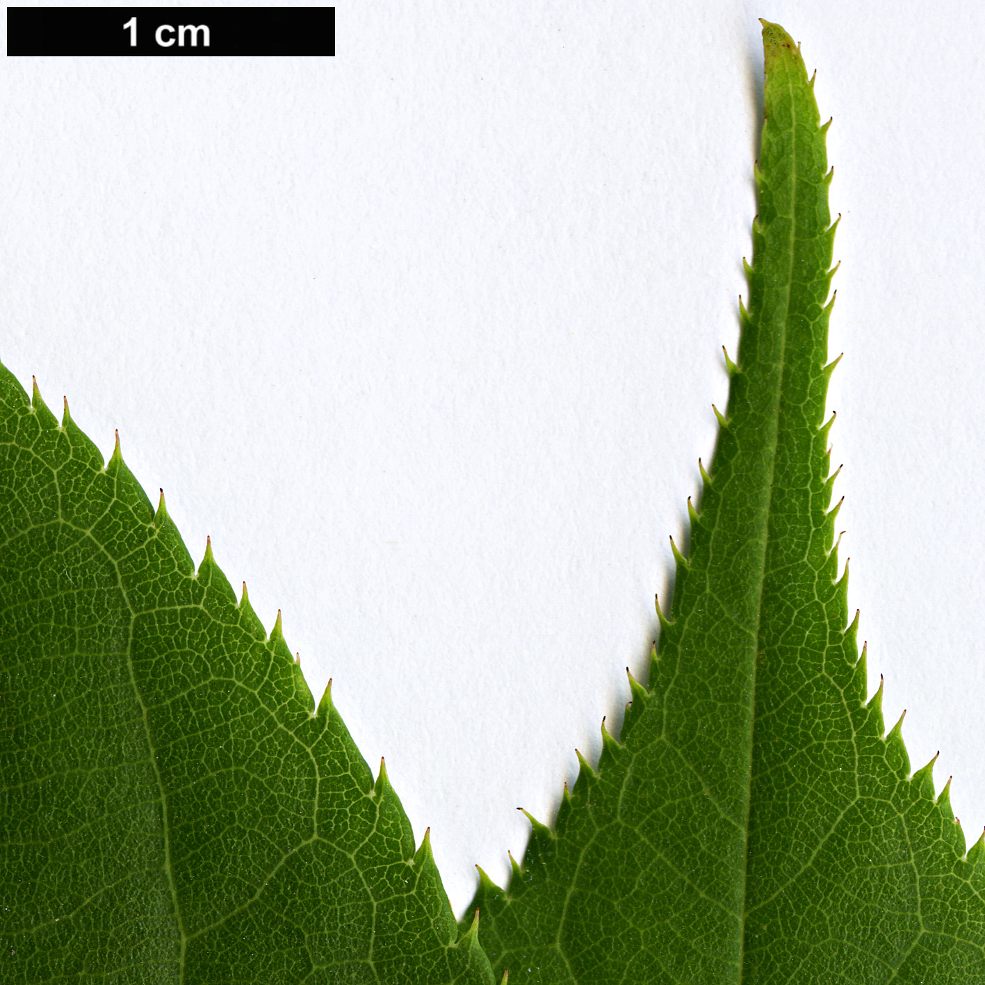 High resolution image: Family: Rosaceae - Genus: Prunus - Taxon: serrulata