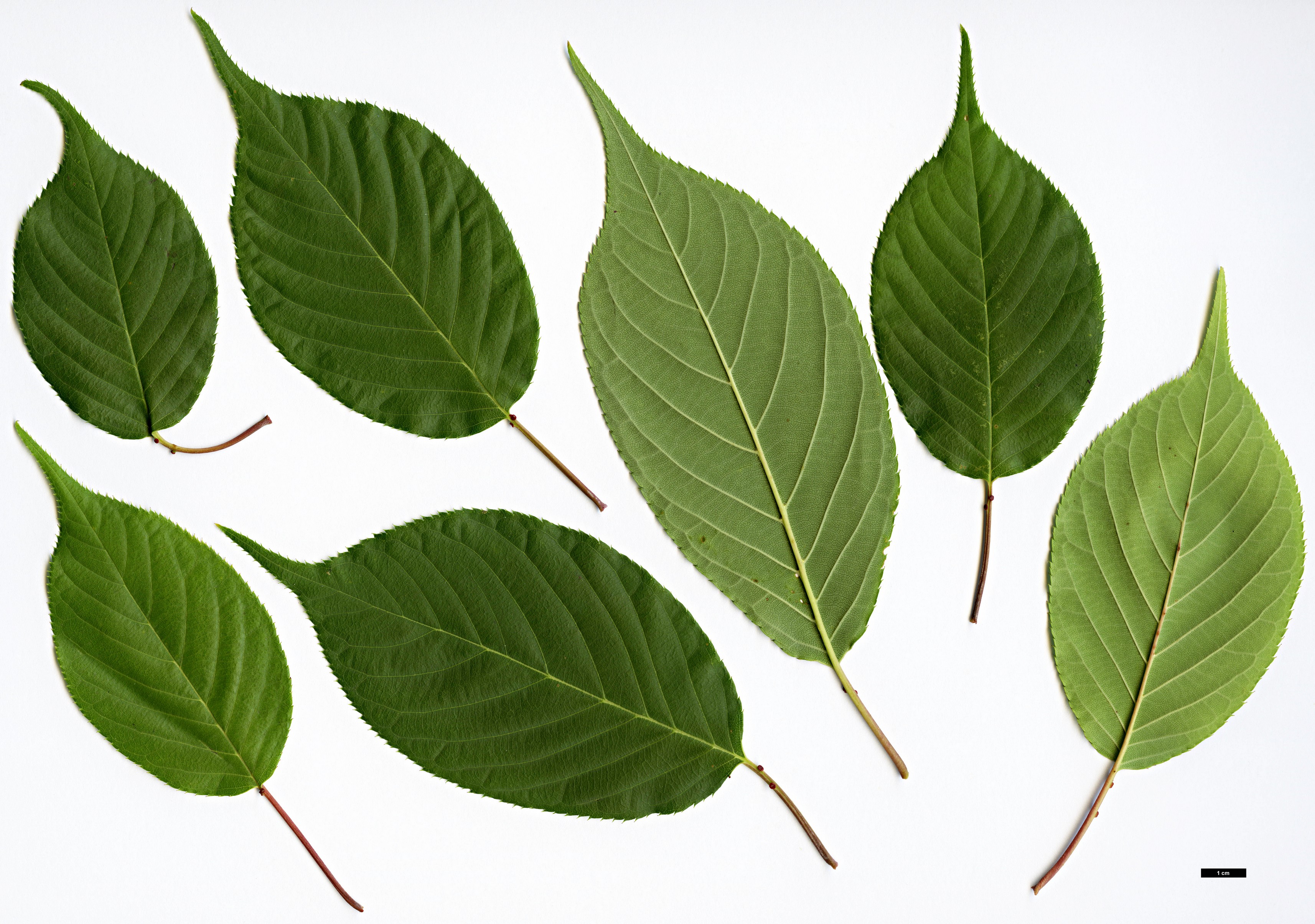 High resolution image: Family: Rosaceae - Genus: Prunus - Taxon: serrulata