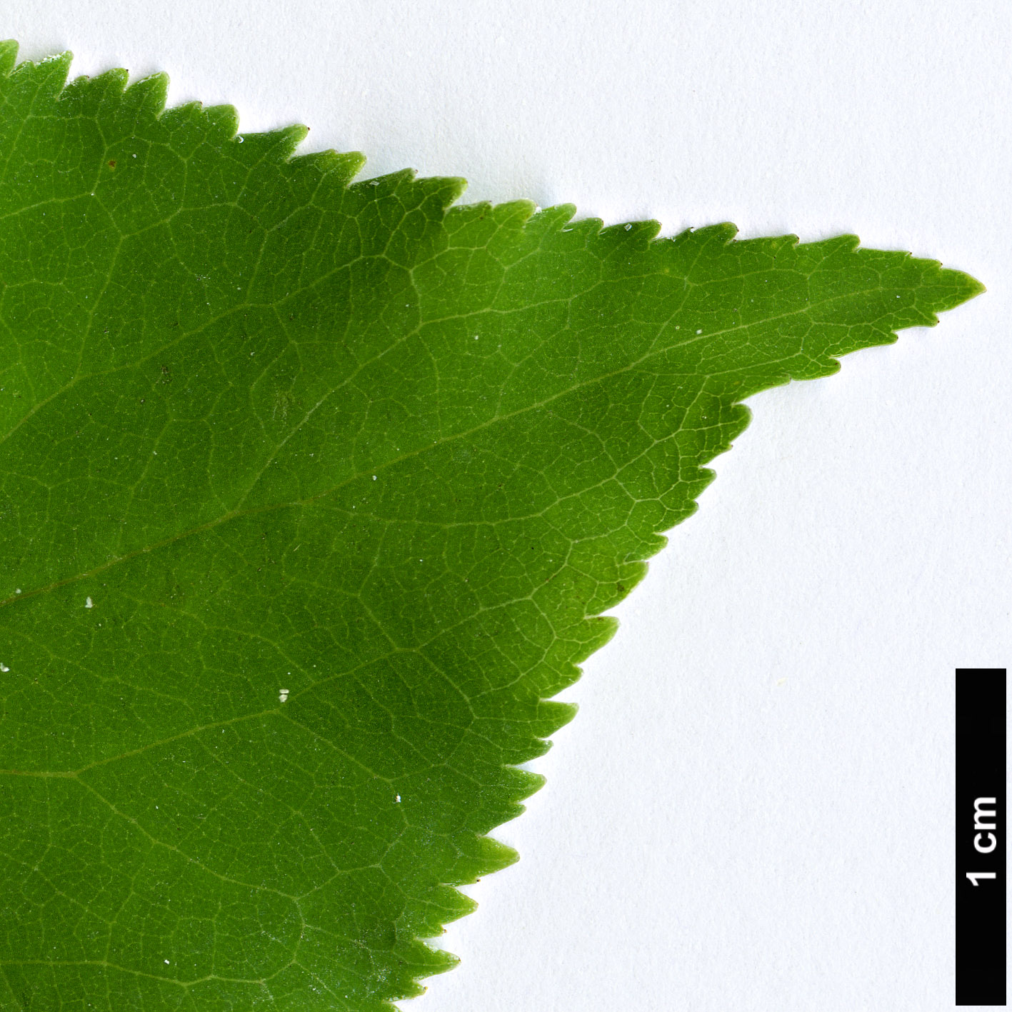 High resolution image: Family: Rosaceae - Genus: Prunus - Taxon: sibirica