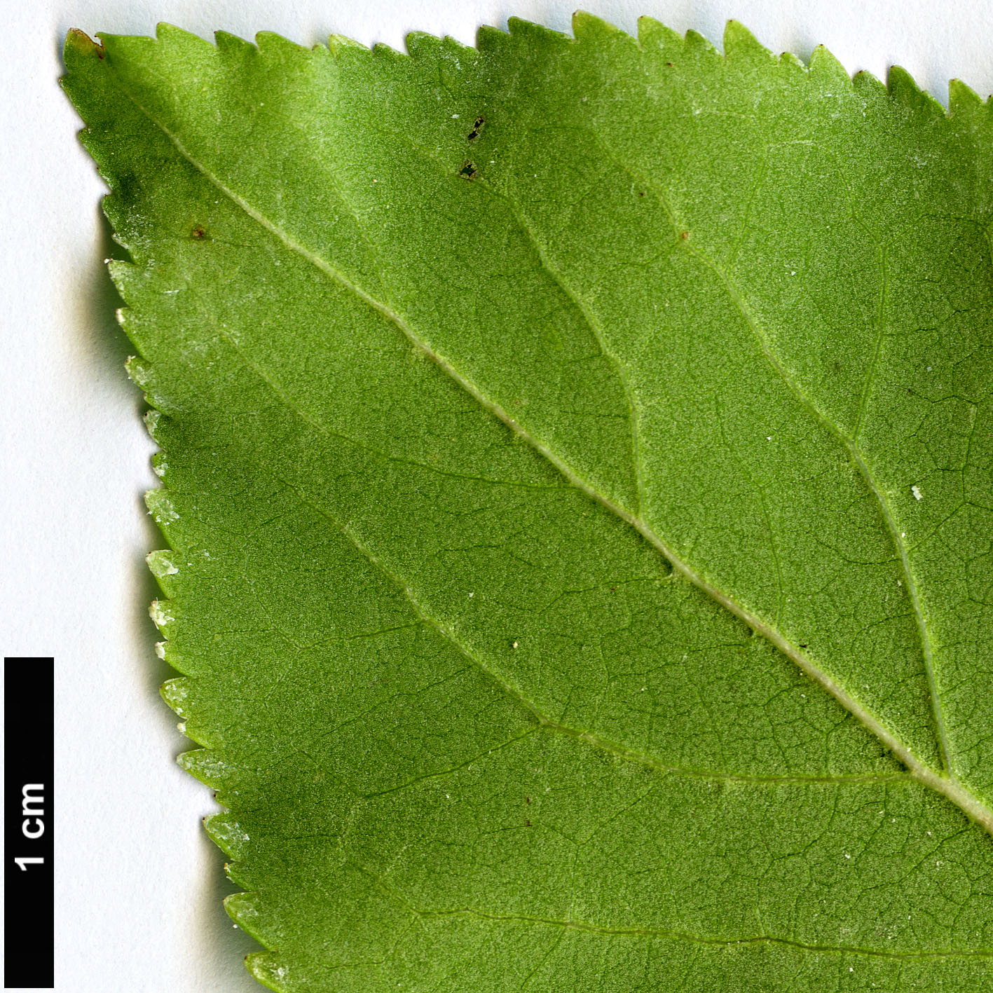 High resolution image: Family: Rosaceae - Genus: Prunus - Taxon: sibirica