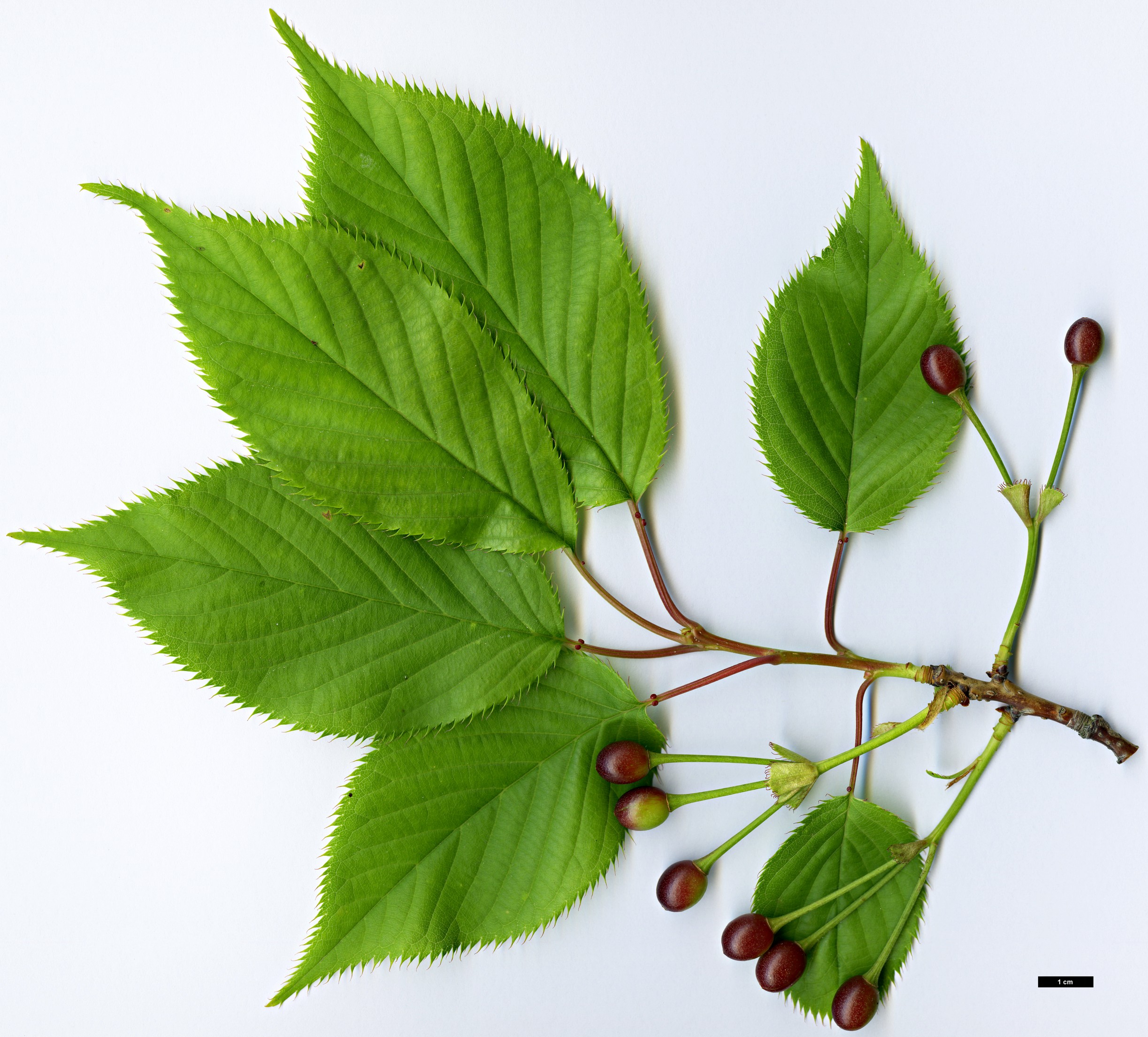 High resolution image: Family: Rosaceae - Genus: Prunus - Taxon: speciosa