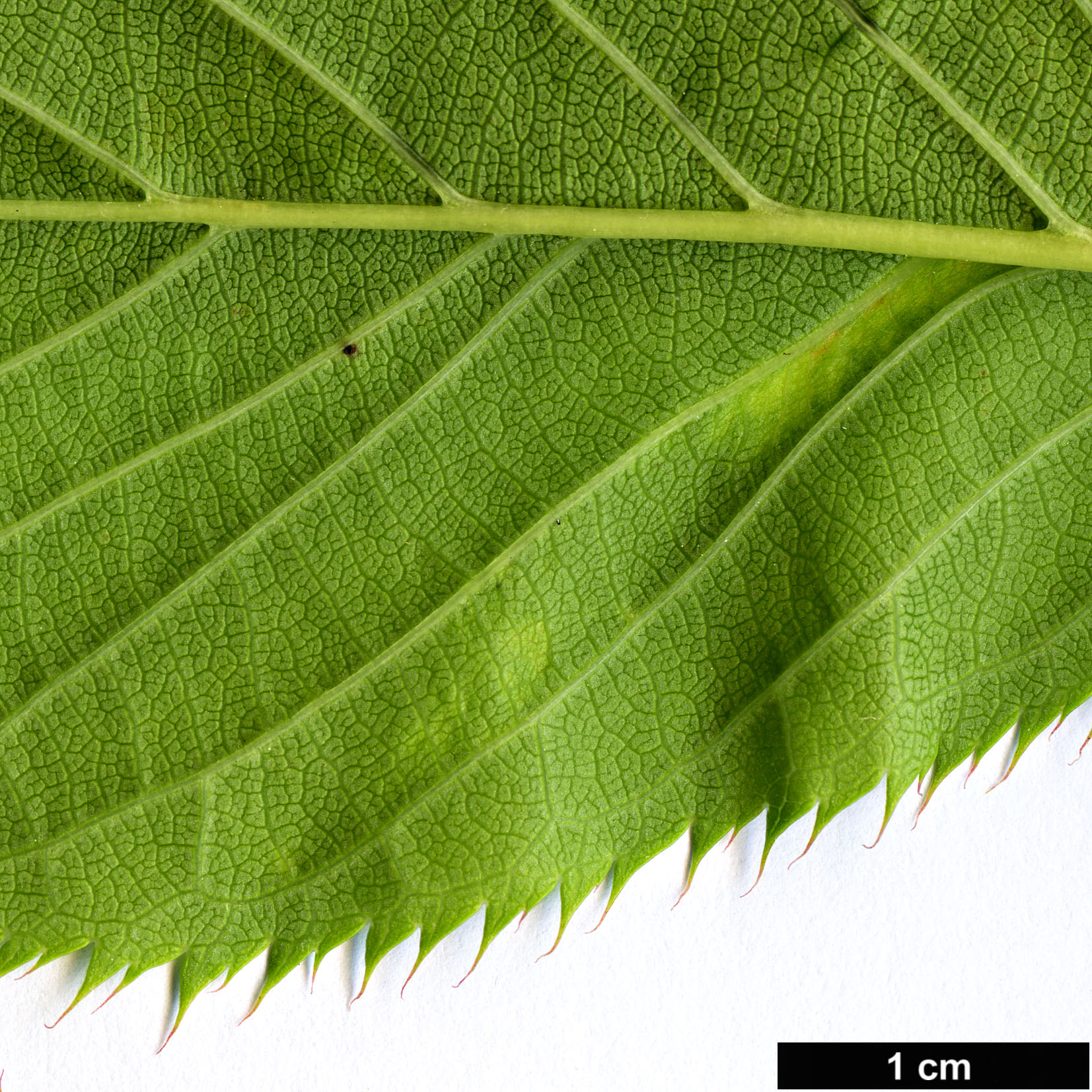 High resolution image: Family: Rosaceae - Genus: Prunus - Taxon: speciosa
