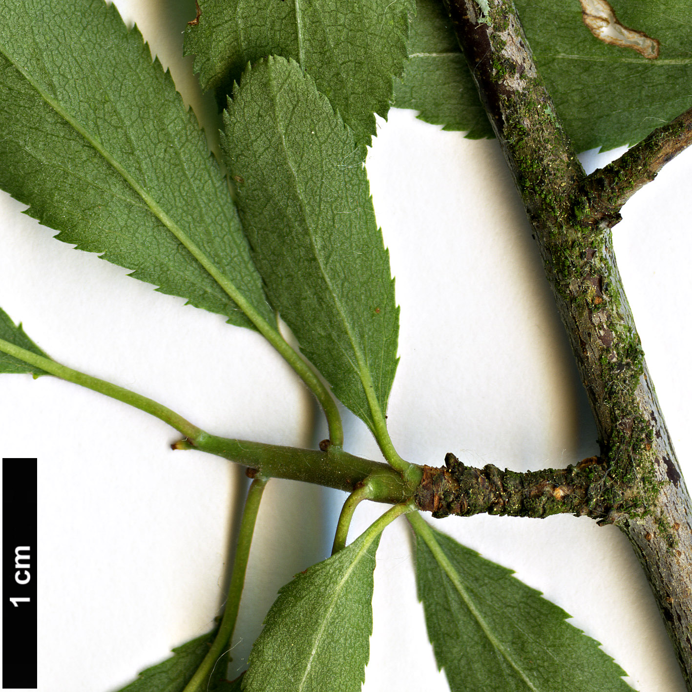 High resolution image: Family: Rosaceae - Genus: Prunus - Taxon: spinosa