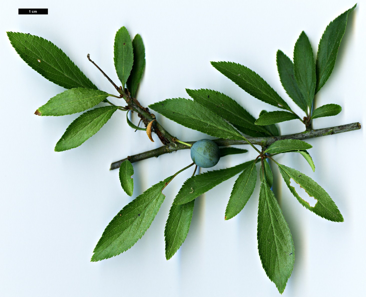 High resolution image: Family: Rosaceae - Genus: Prunus - Taxon: spinosa
