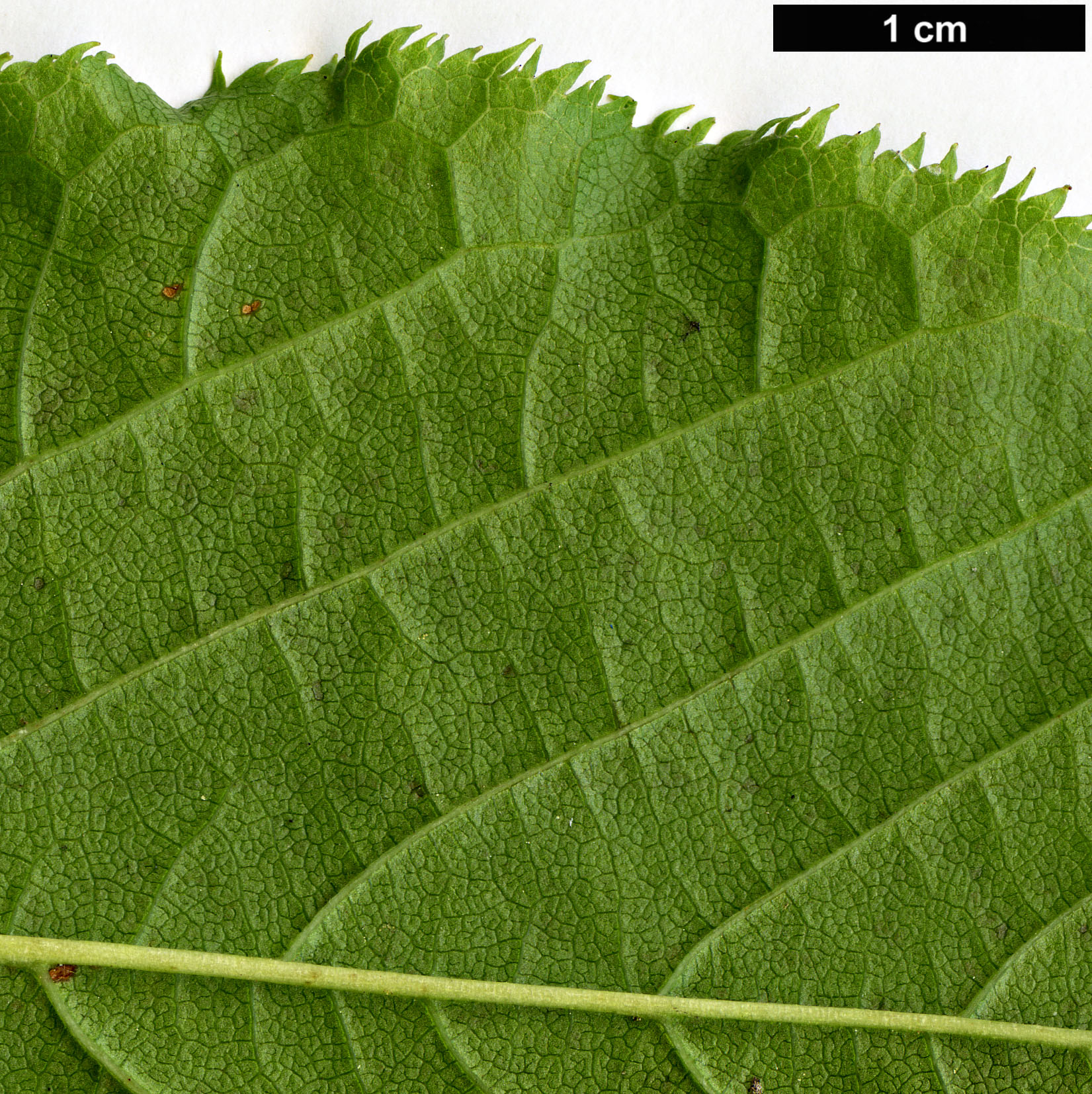 High resolution image: Family: Rosaceae - Genus: Prunus - Taxon: ssiori