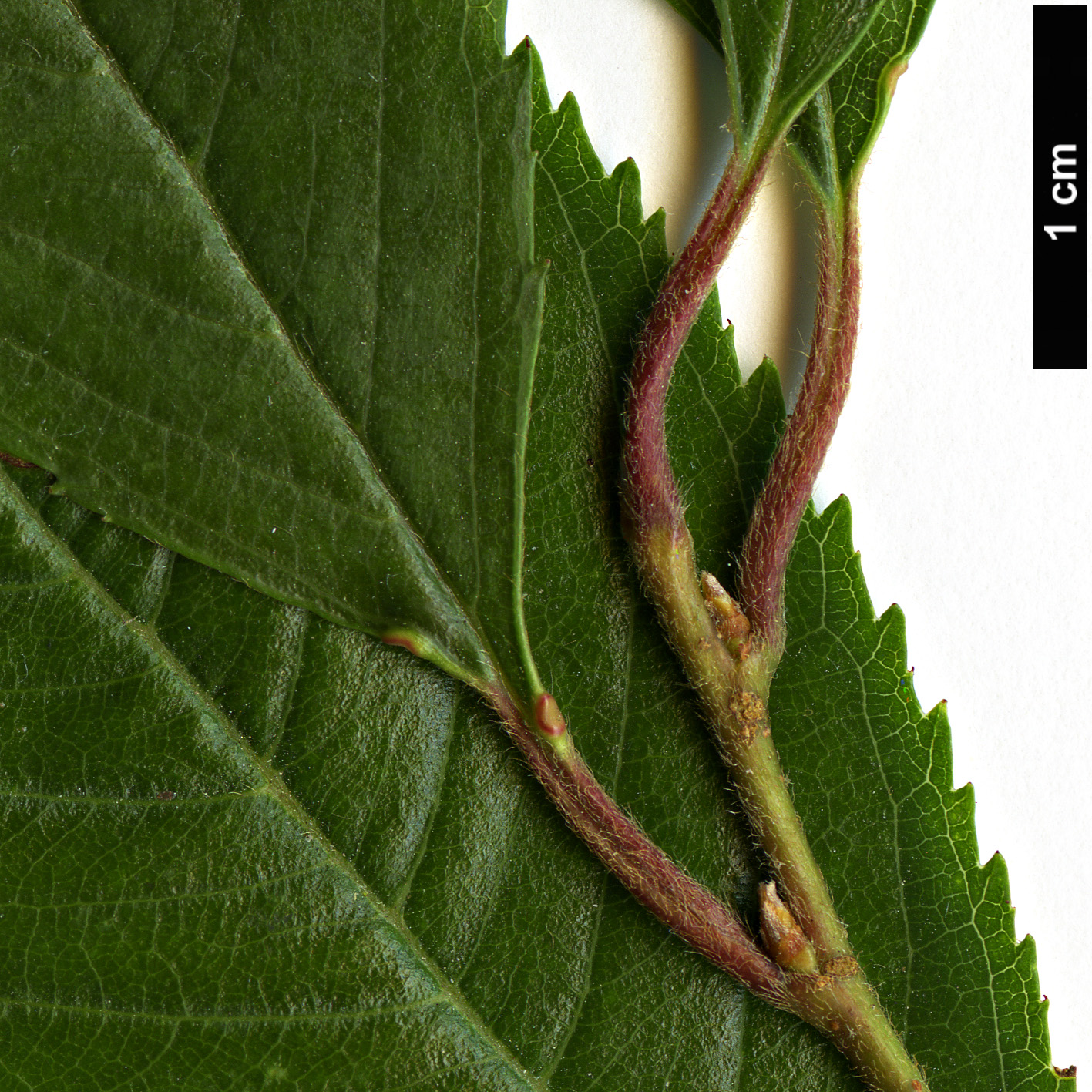 High resolution image: Family: Rosaceae - Genus: Prunus - Taxon: subhirtella