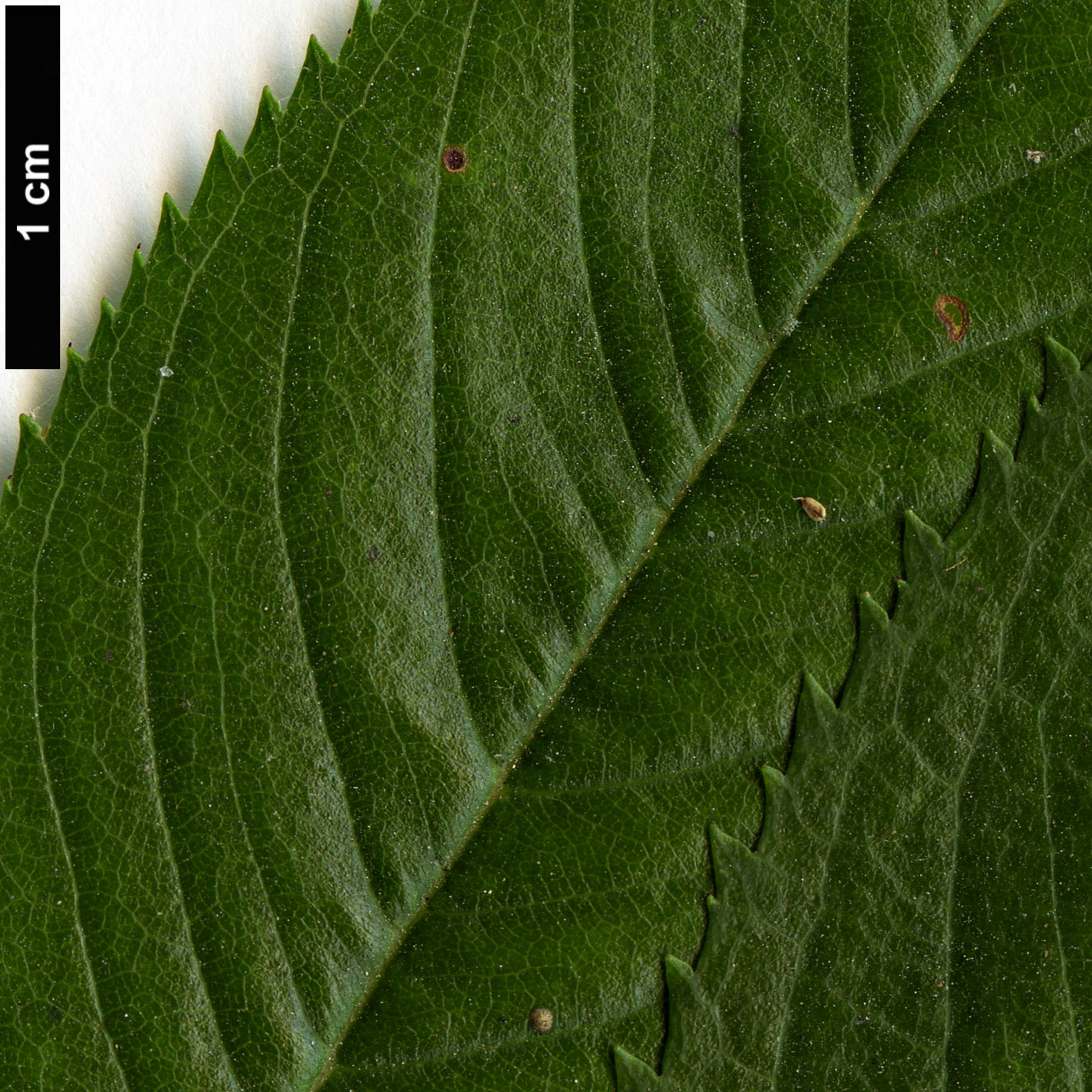 High resolution image: Family: Rosaceae - Genus: Prunus - Taxon: subhirtella