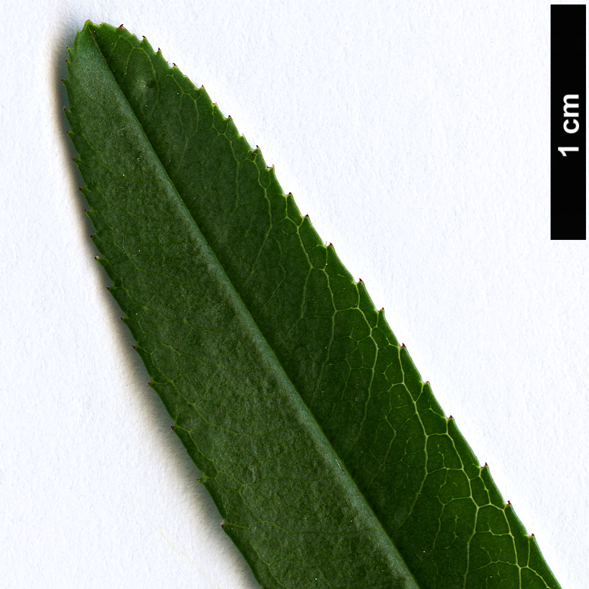 High resolution image: Family: Rosaceae - Genus: Prunus - Taxon: tenella