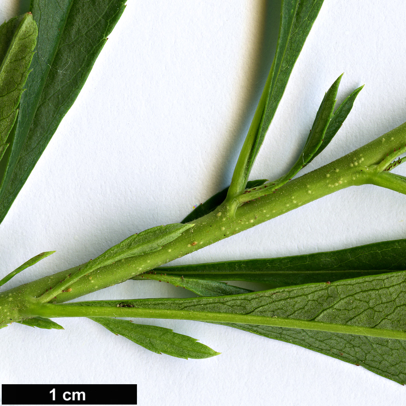 High resolution image: Family: Rosaceae - Genus: Prunus - Taxon: tenella