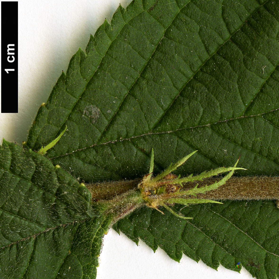 High resolution image: Family: Rosaceae - Genus: Prunus - Taxon: tomentosa