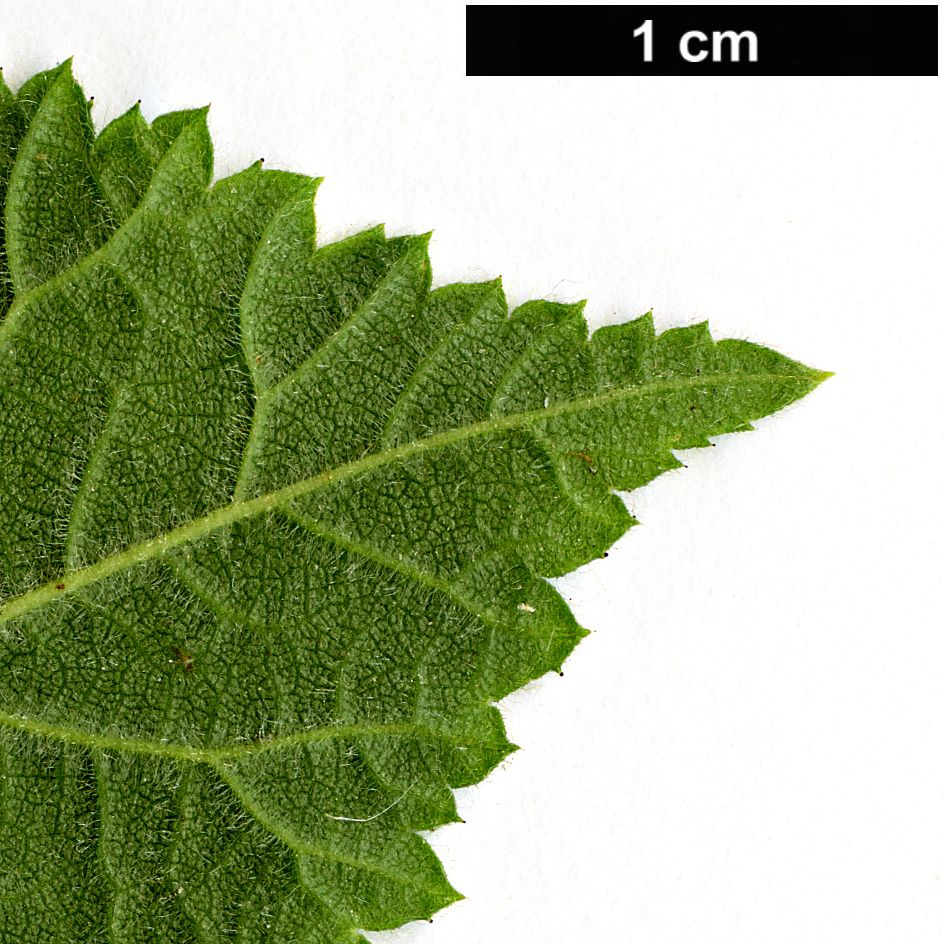 High resolution image: Family: Rosaceae - Genus: Prunus - Taxon: tomentosa