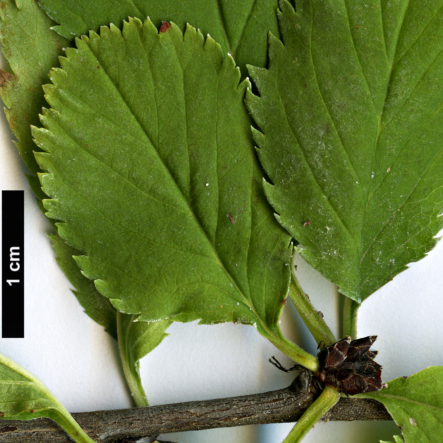 High resolution image: Family: Rosaceae - Genus: Prunus - Taxon: ulmifolia