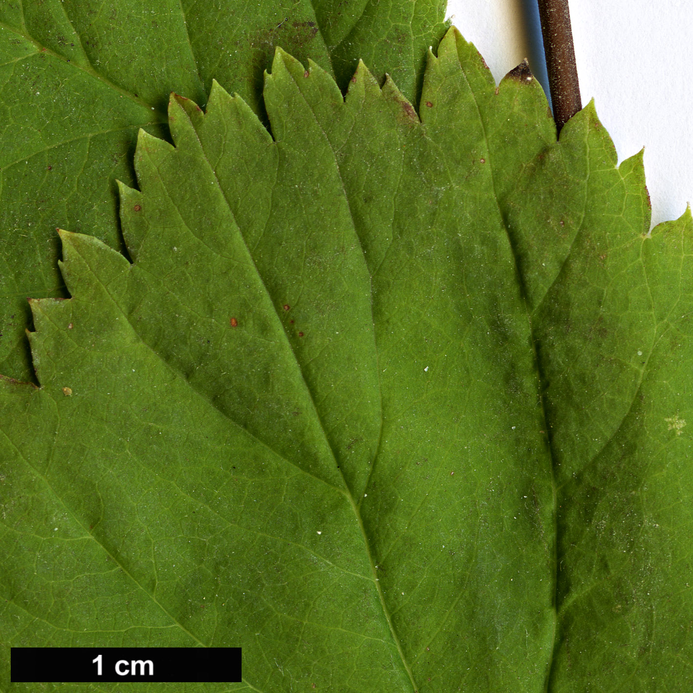 High resolution image: Family: Rosaceae - Genus: Prunus - Taxon: ulmifolia