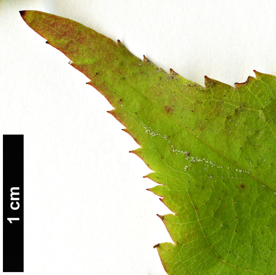 High resolution image: Family: Rosaceae - Genus: Prunus - Taxon: verucunda