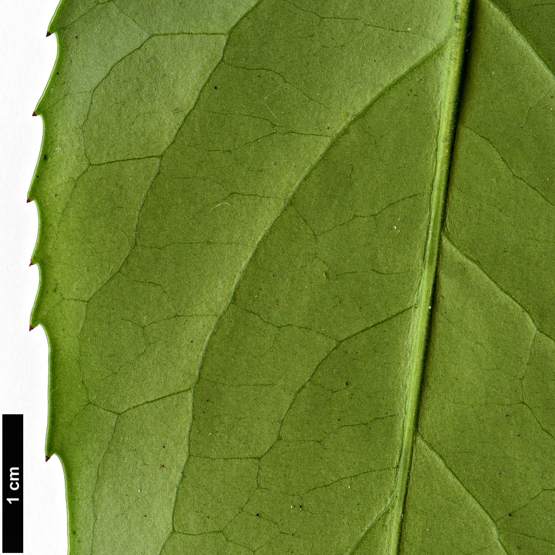 High resolution image: Family: Rosaceae - Genus: Prunus - Taxon: zippeliana