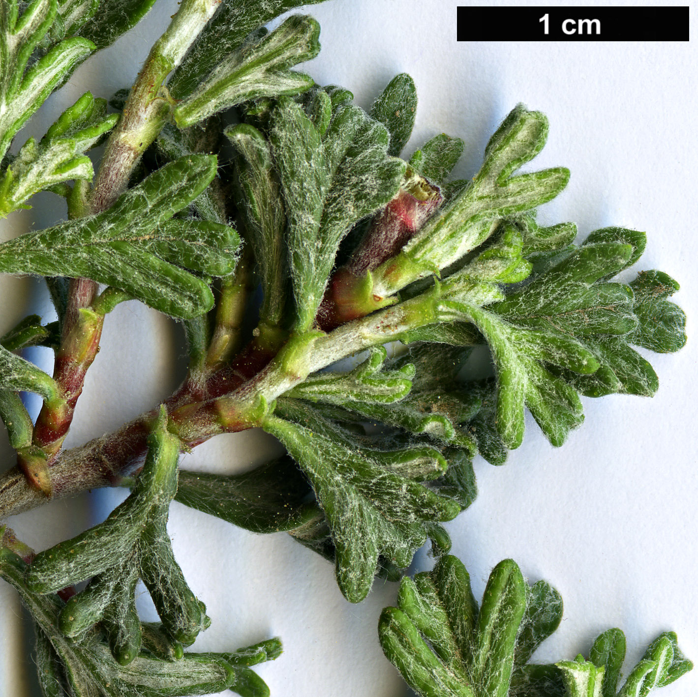 High resolution image: Family: Rosaceae - Genus: Purshia - Taxon: glandulosa