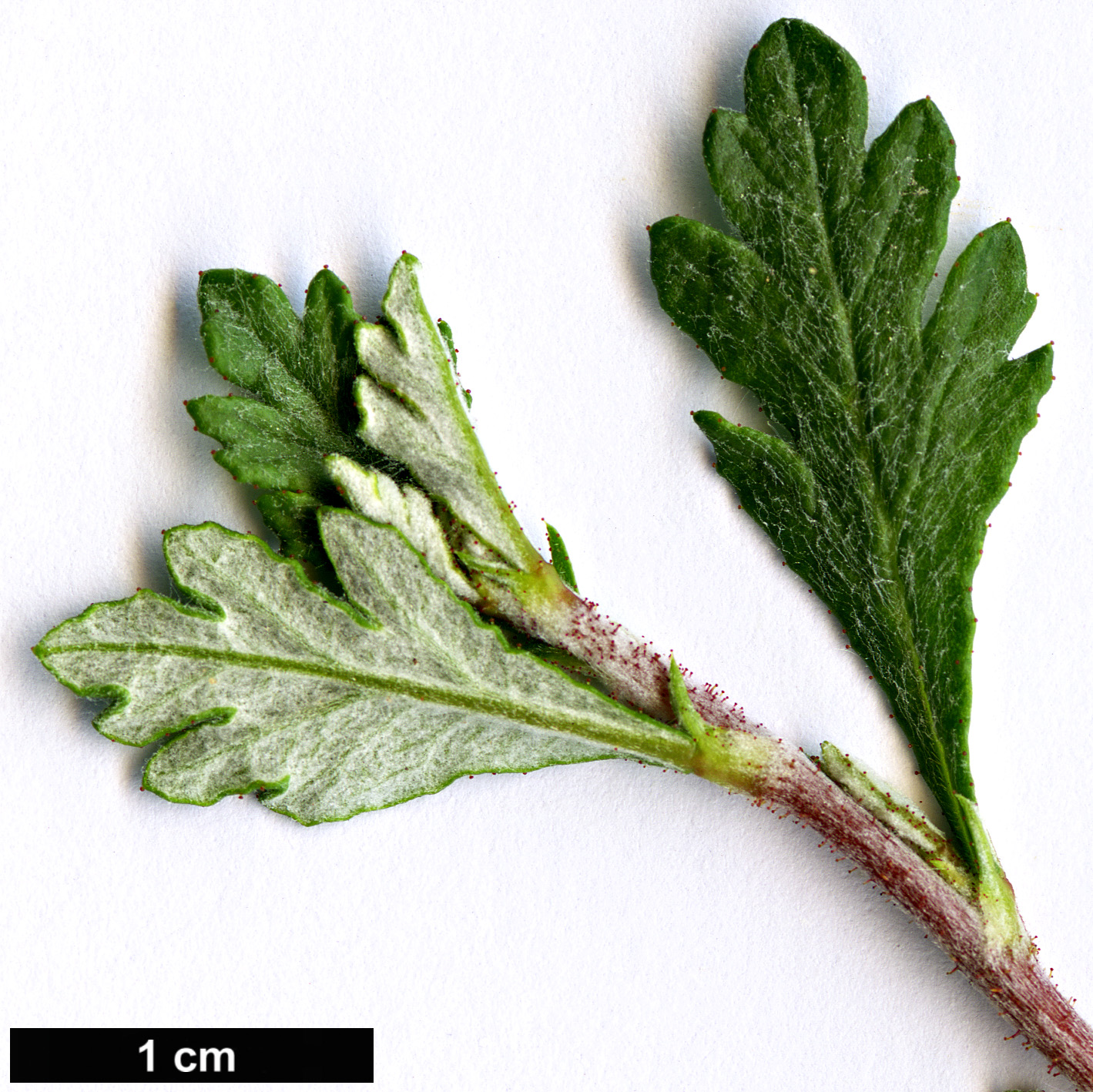 High resolution image: Family: Rosaceae - Genus: Purshia - Taxon: mexicana
