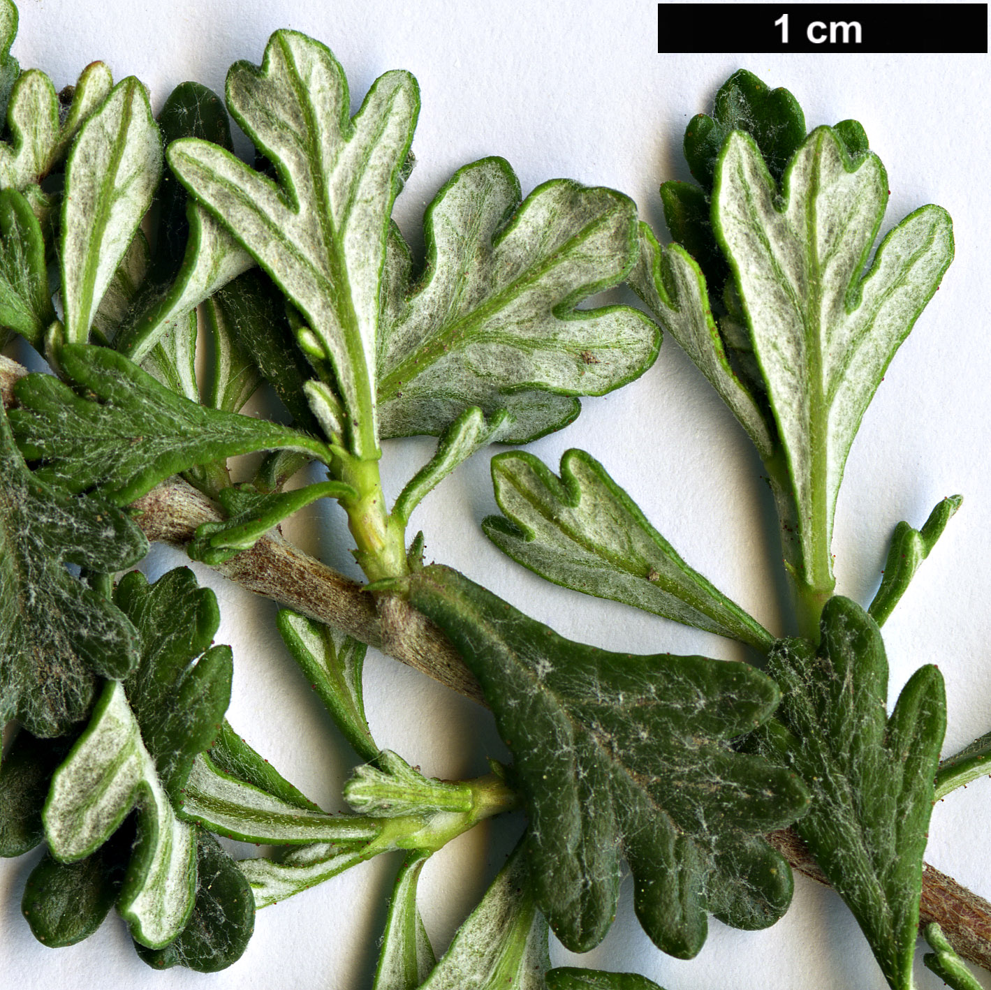 High resolution image: Family: Rosaceae - Genus: Purshia - Taxon: mexicana