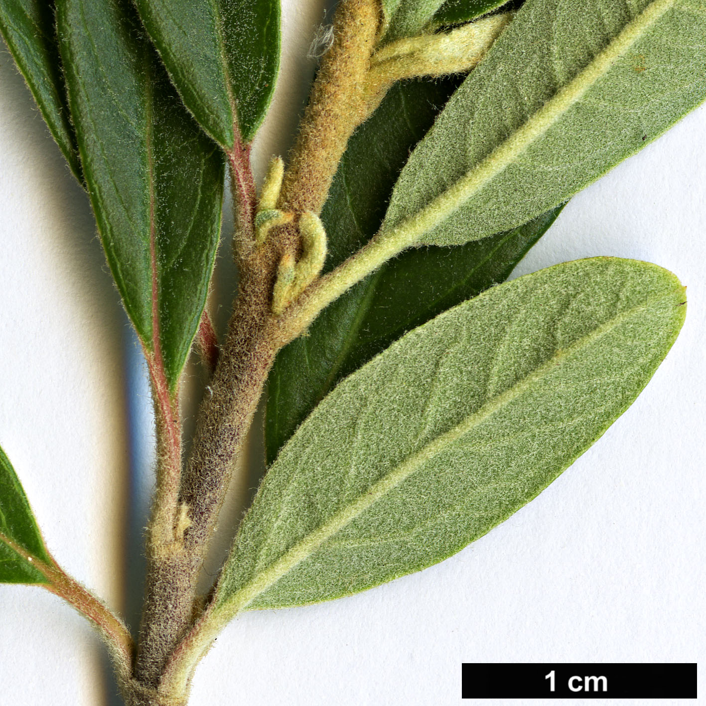 High resolution image: Family: Rosaceae - Genus: Pyracantha - Taxon: angustifolia