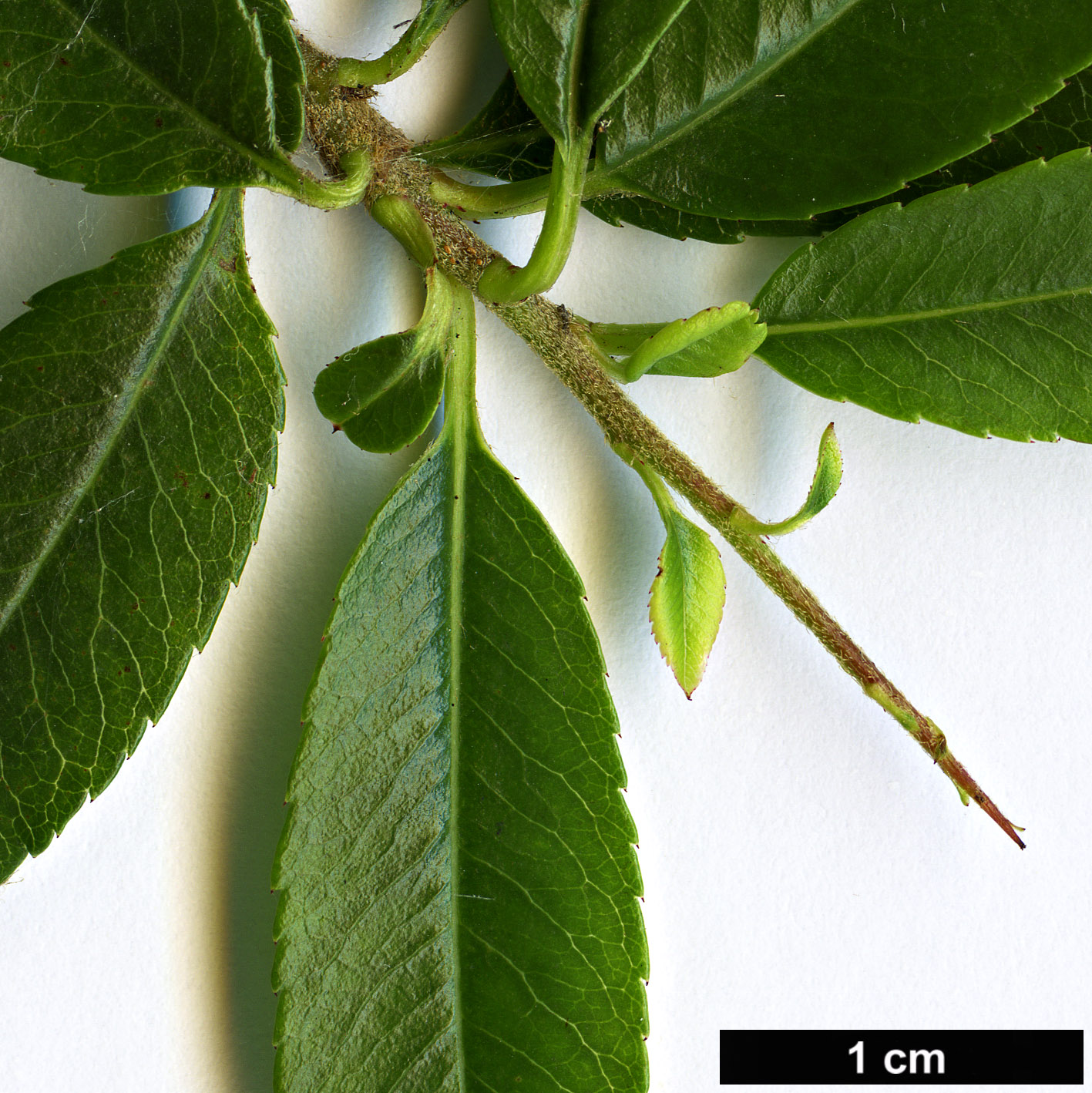 High resolution image: Family: Rosaceae - Genus: Pyracantha - Taxon: crenulata