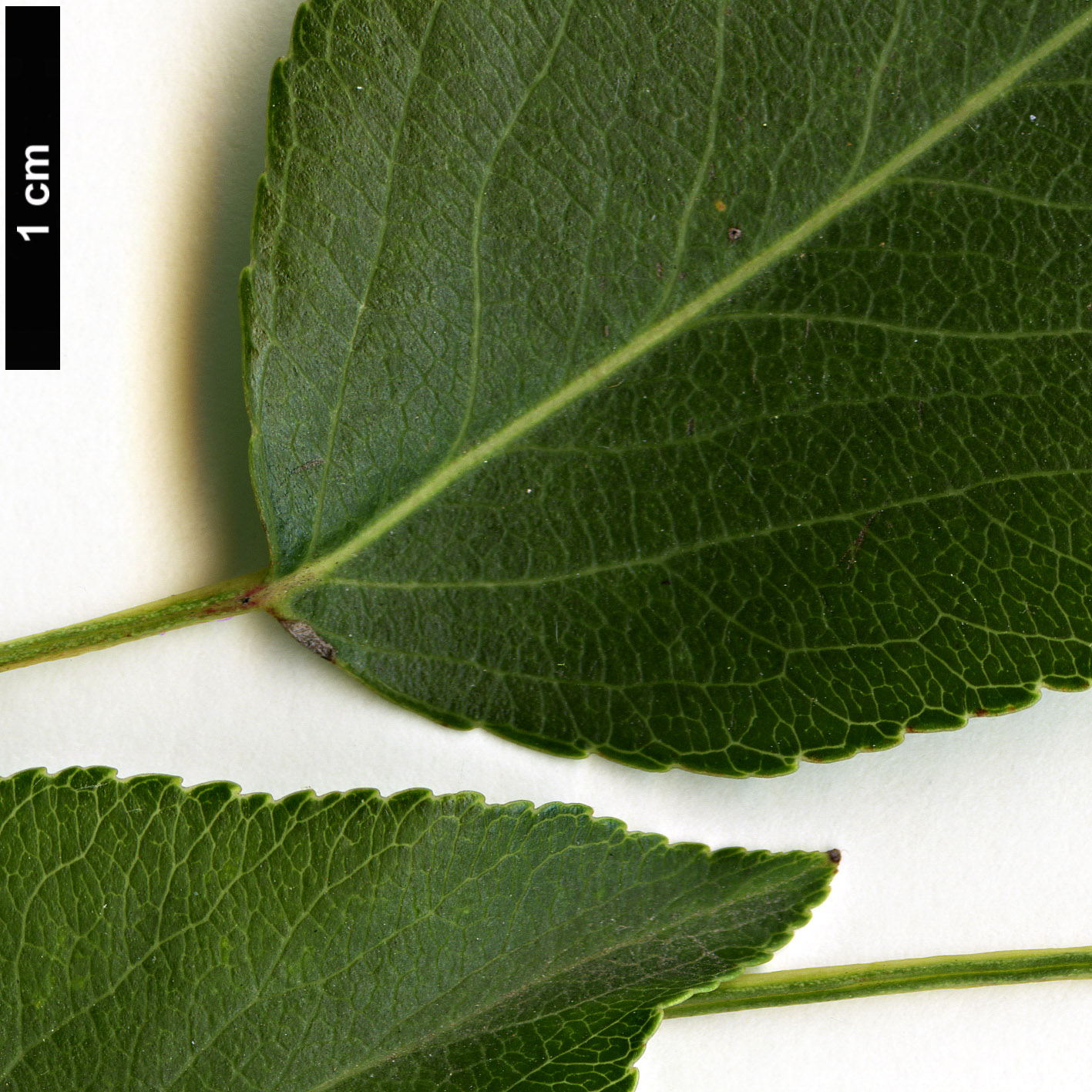 High resolution image: Family: Rosaceae - Genus: Pyrus - Taxon: betulifolia