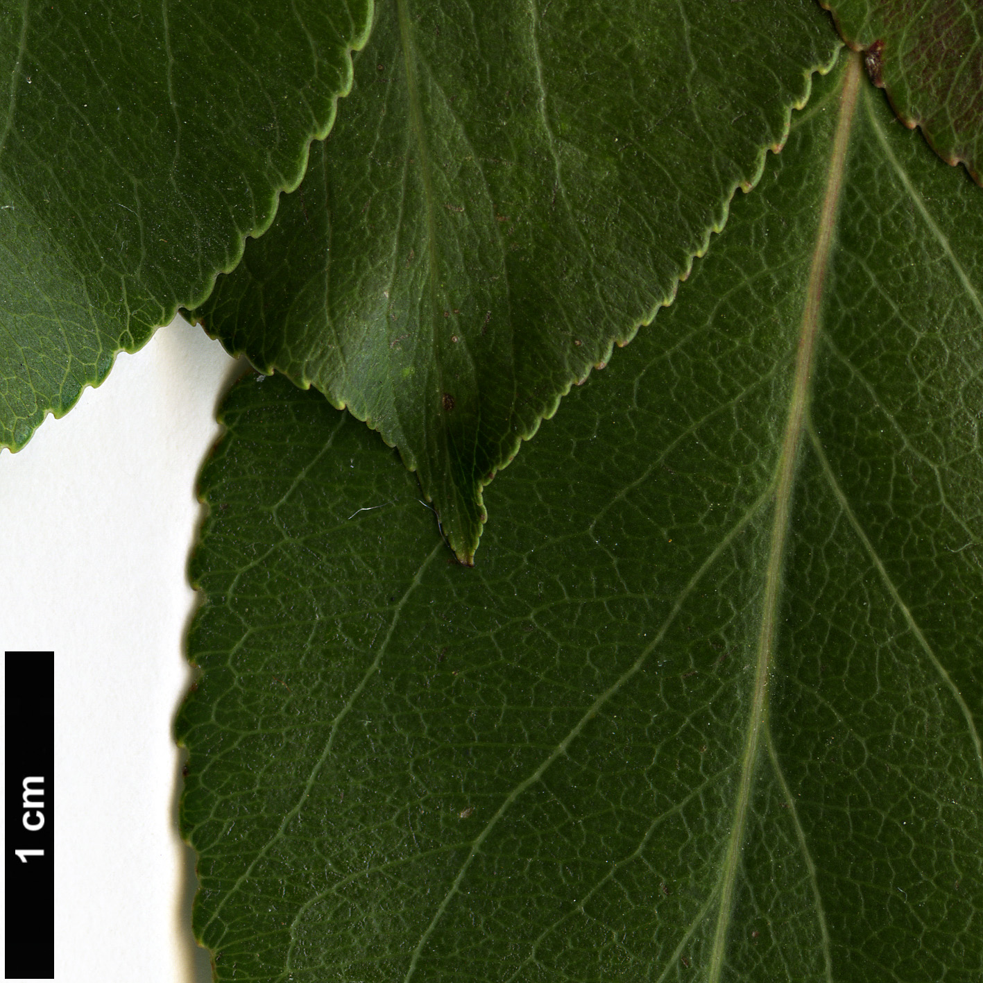 High resolution image: Family: Rosaceae - Genus: Pyrus - Taxon: betulifolia