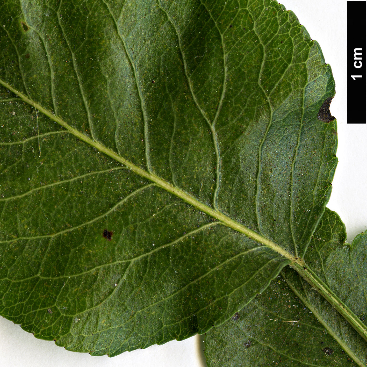 High resolution image: Family: Rosaceae - Genus: Pyrus - Taxon: bourgaeana