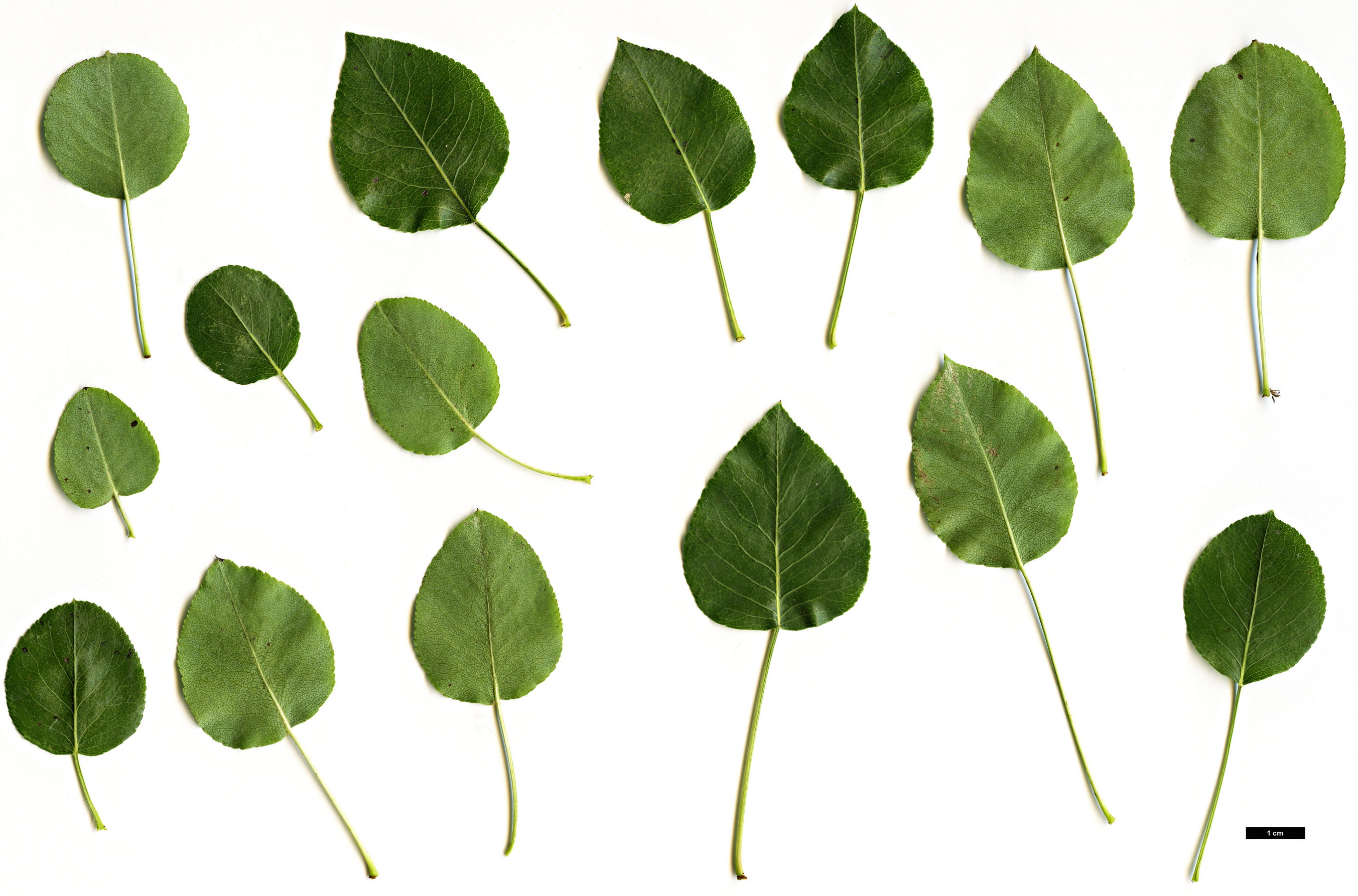 High resolution image: Family: Rosaceae - Genus: Pyrus - Taxon: bourgaeana