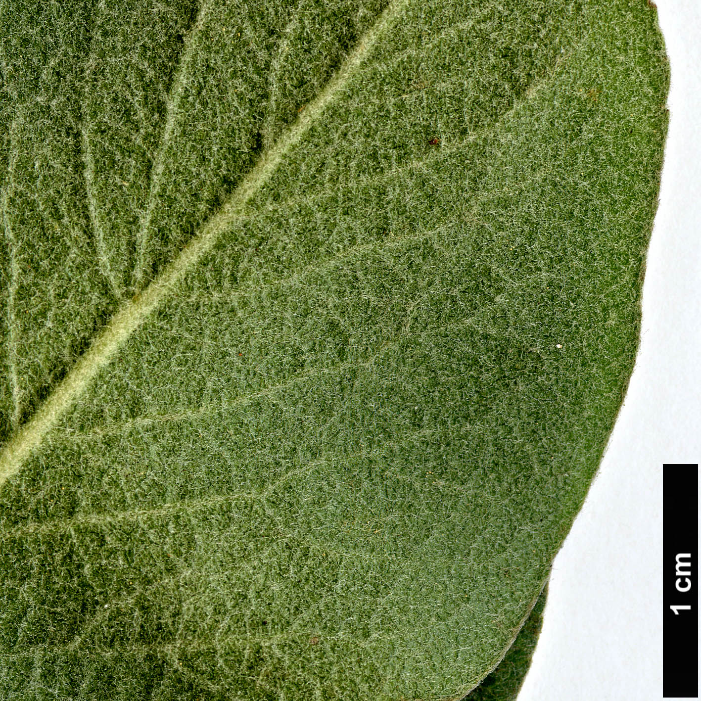 High resolution image: Family: Rosaceae - Genus: Pyrus - Taxon: nivalis