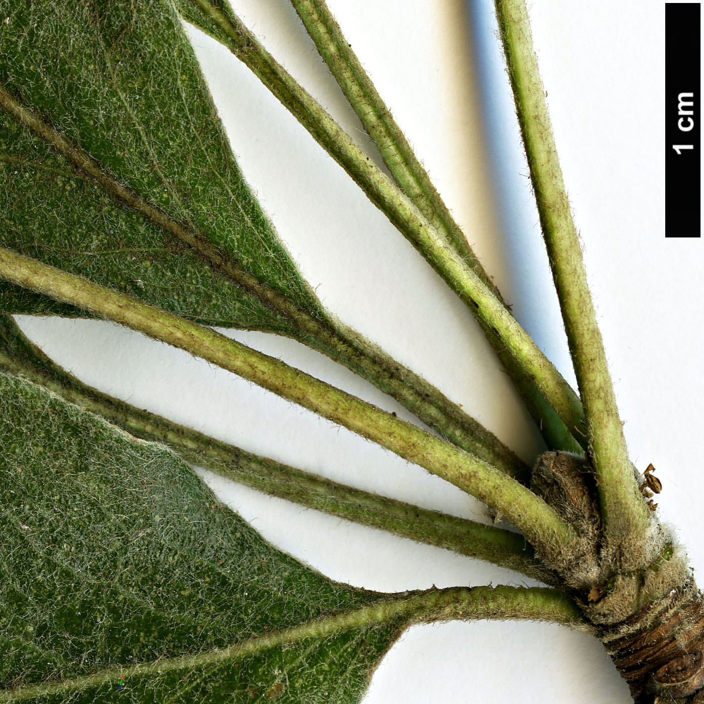 High resolution image: Family: Rosaceae - Genus: Pyrus - Taxon: nivalis