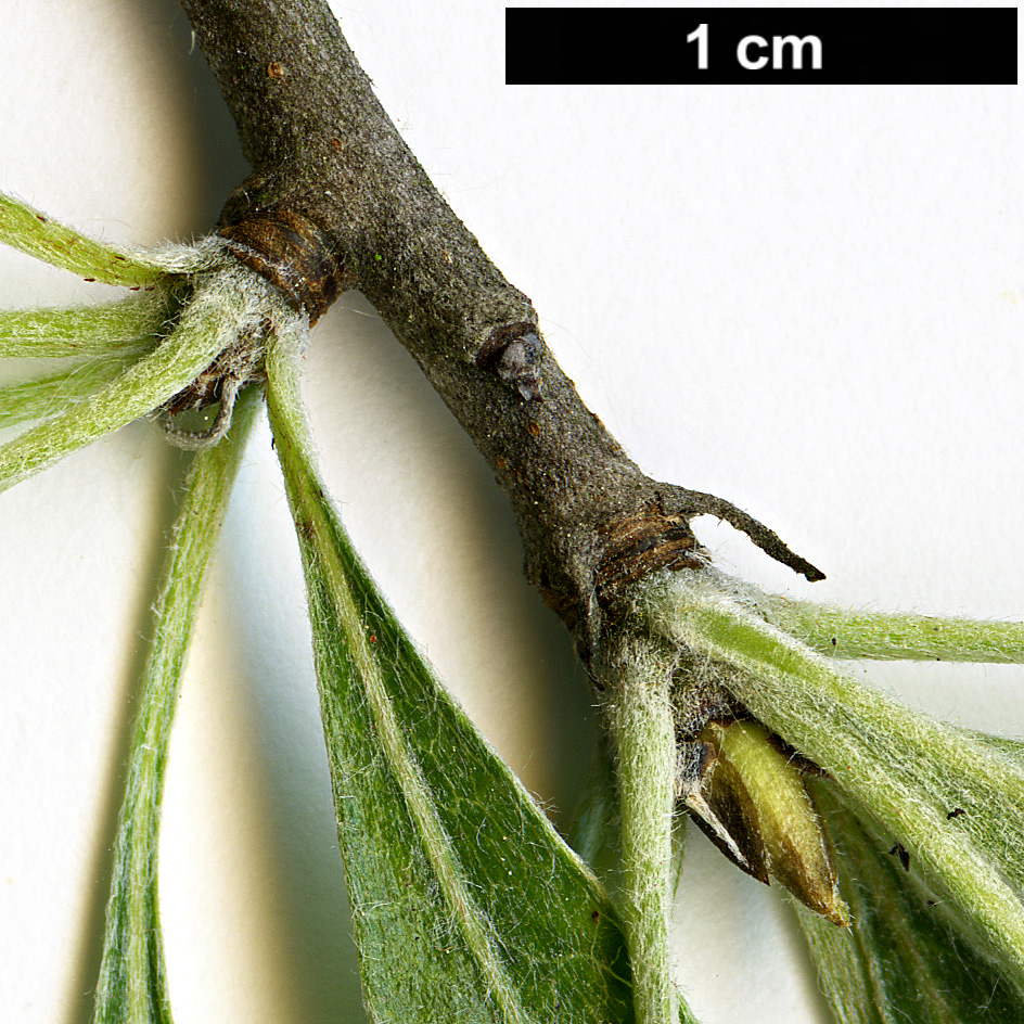 High resolution image: Family: Rosaceae - Genus: Pyrus - Taxon: salicifolia - SpeciesSub: 'Pendula'