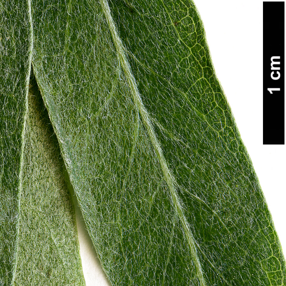 High resolution image: Family: Rosaceae - Genus: Pyrus - Taxon: salicifolia - SpeciesSub: 'Pendula'