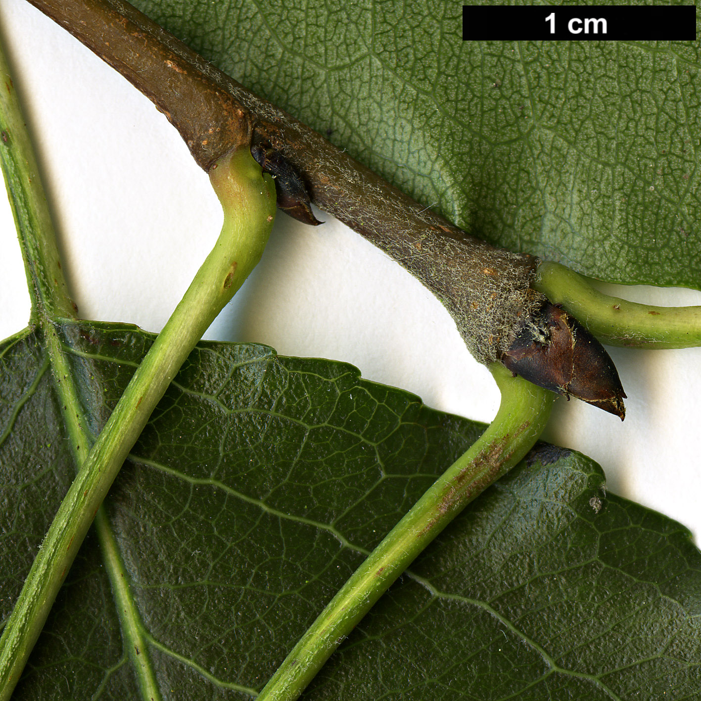 High resolution image: Family: Rosaceae - Genus: Pyrus - Taxon: serrulata