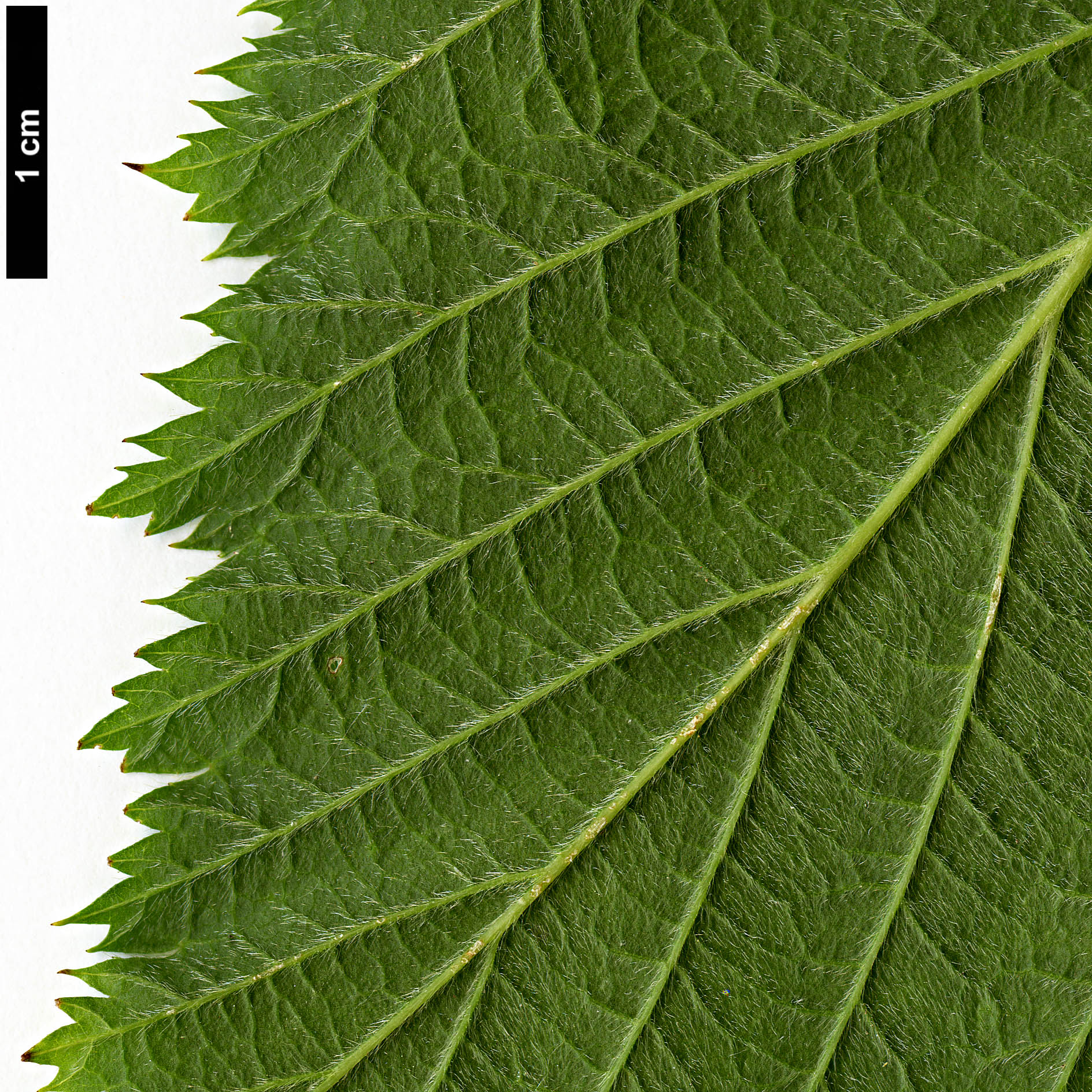 High resolution image: Family: Rosaceae - Genus: Rhodotypos - Taxon: scandens