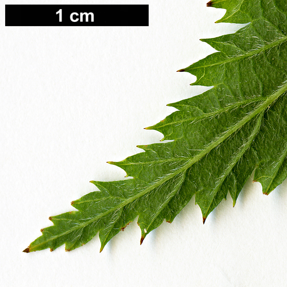 High resolution image: Family: Rosaceae - Genus: Rhodotypos - Taxon: scandens