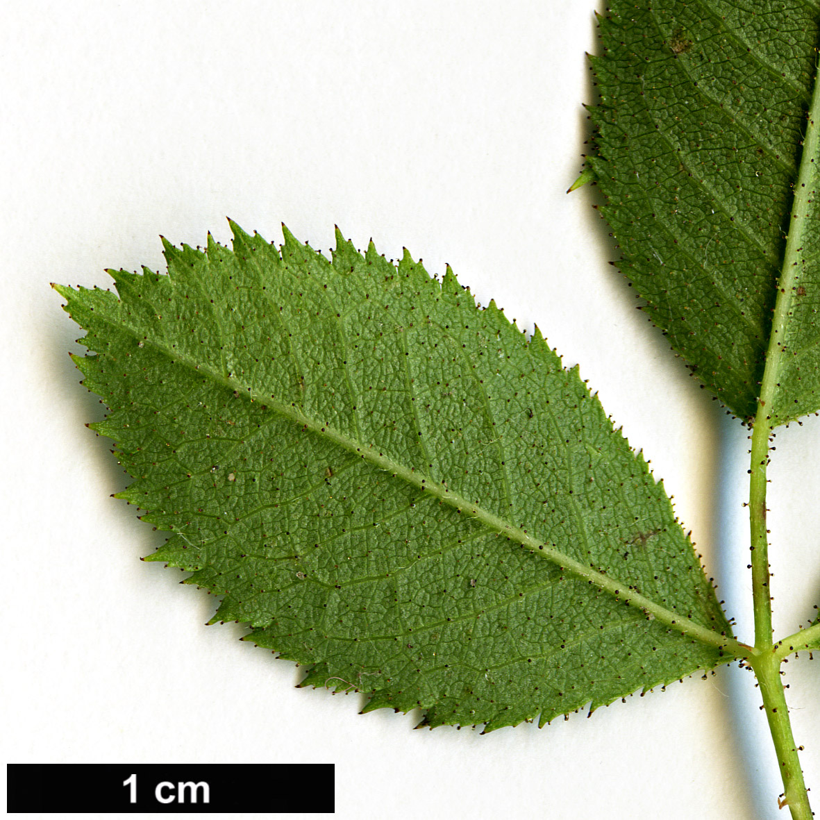 High resolution image: Family: Rosaceae - Genus: Rosa - Taxon: agrestis
