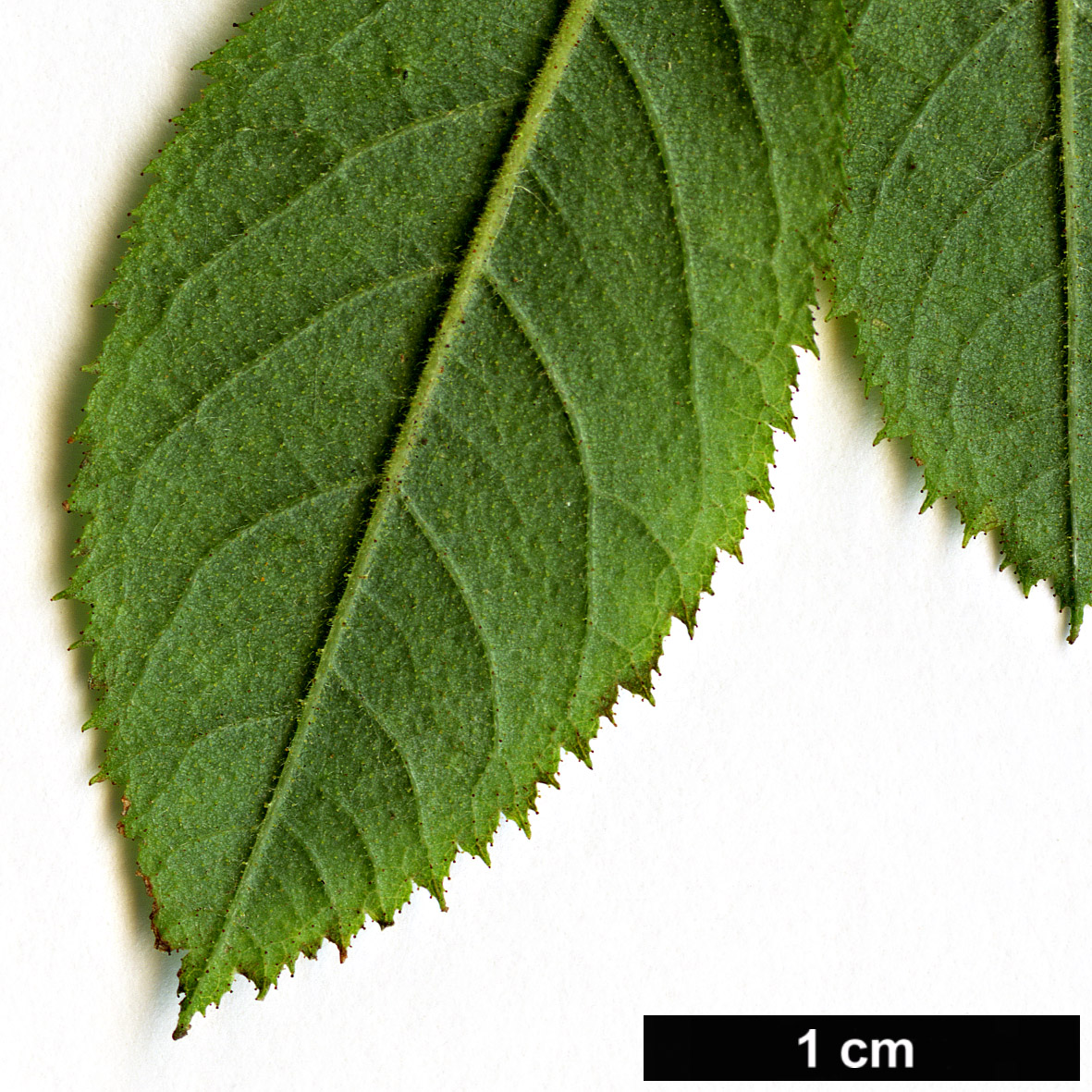 High resolution image: Family: Rosaceae - Genus: Rosa - Taxon: arduennensis