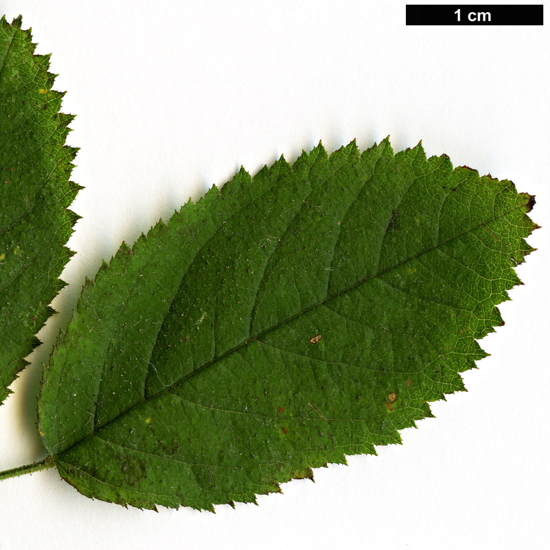 High resolution image: Family: Rosaceae - Genus: Rosa - Taxon: arduennensis