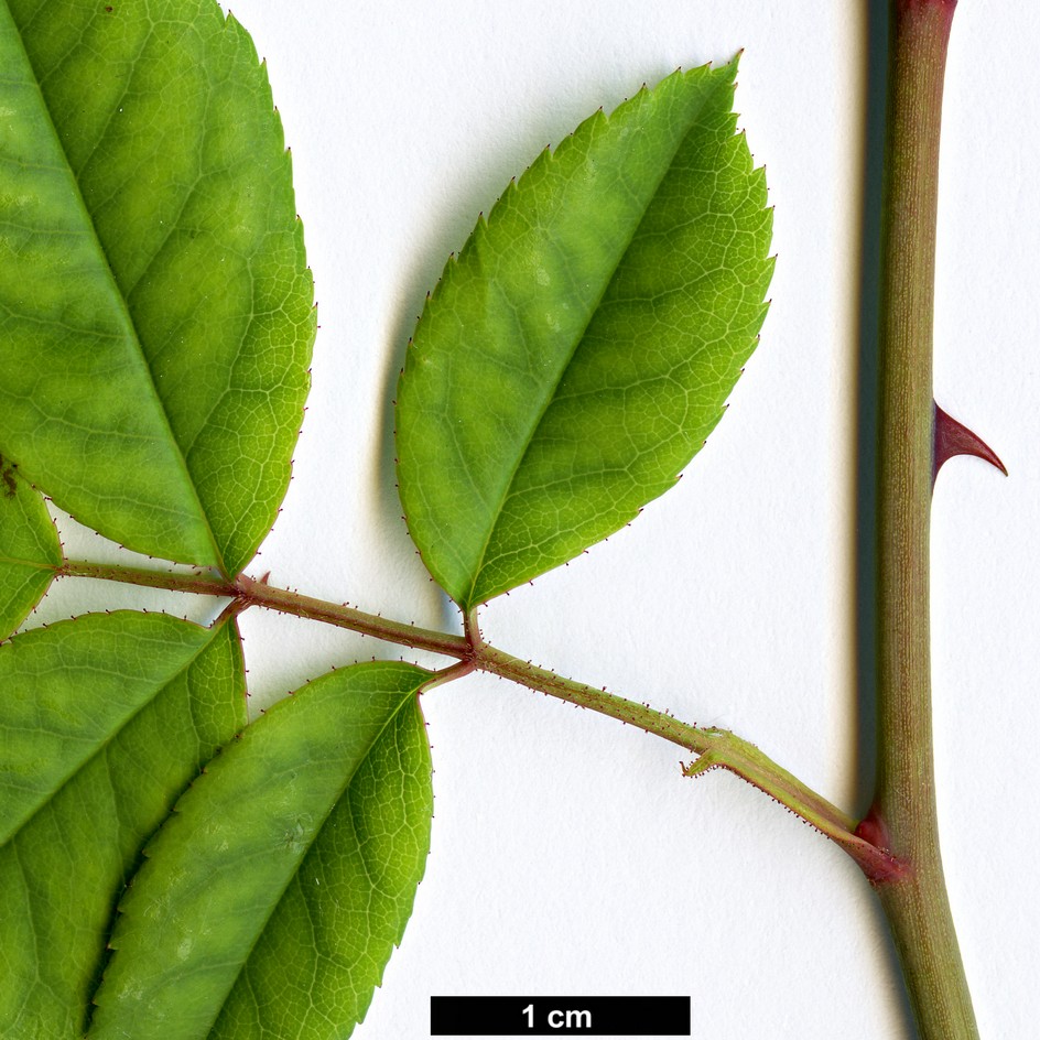 High resolution image: Family: Rosaceae - Genus: Rosa - Taxon: arvensis
