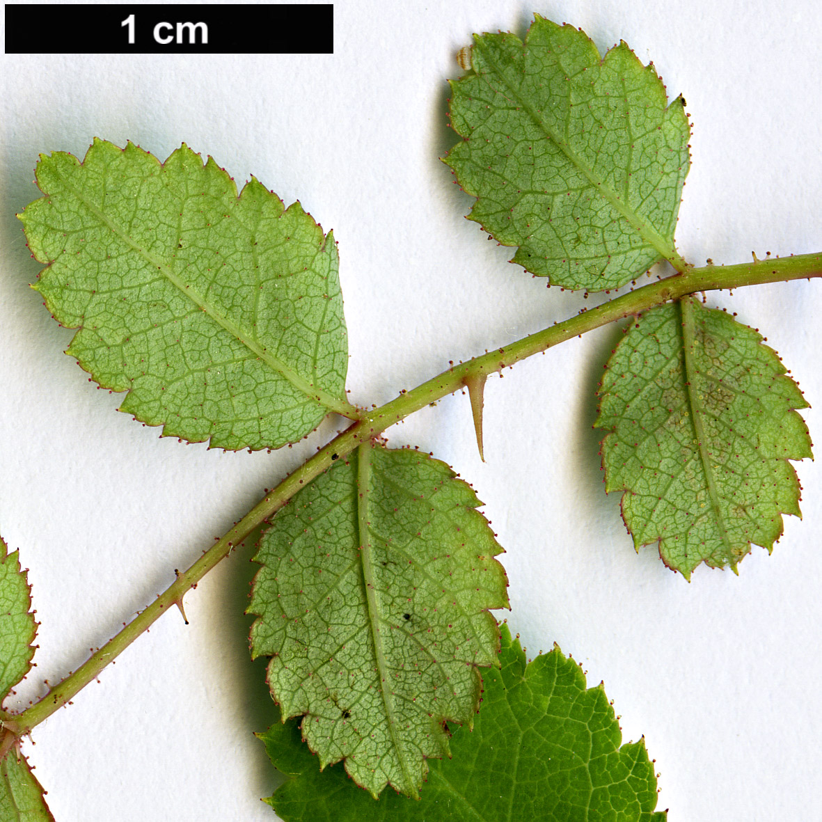 High resolution image: Family: Rosaceae - Genus: Rosa - Taxon: bella