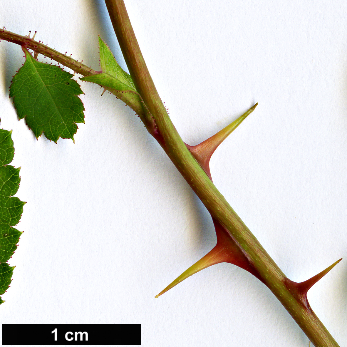 High resolution image: Family: Rosaceae - Genus: Rosa - Taxon: bella