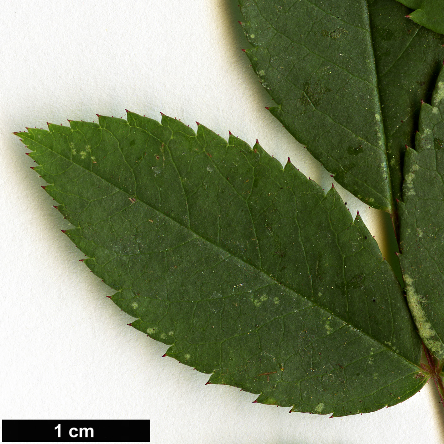 High resolution image: Family: Rosaceae - Genus: Rosa - Taxon: brunonii