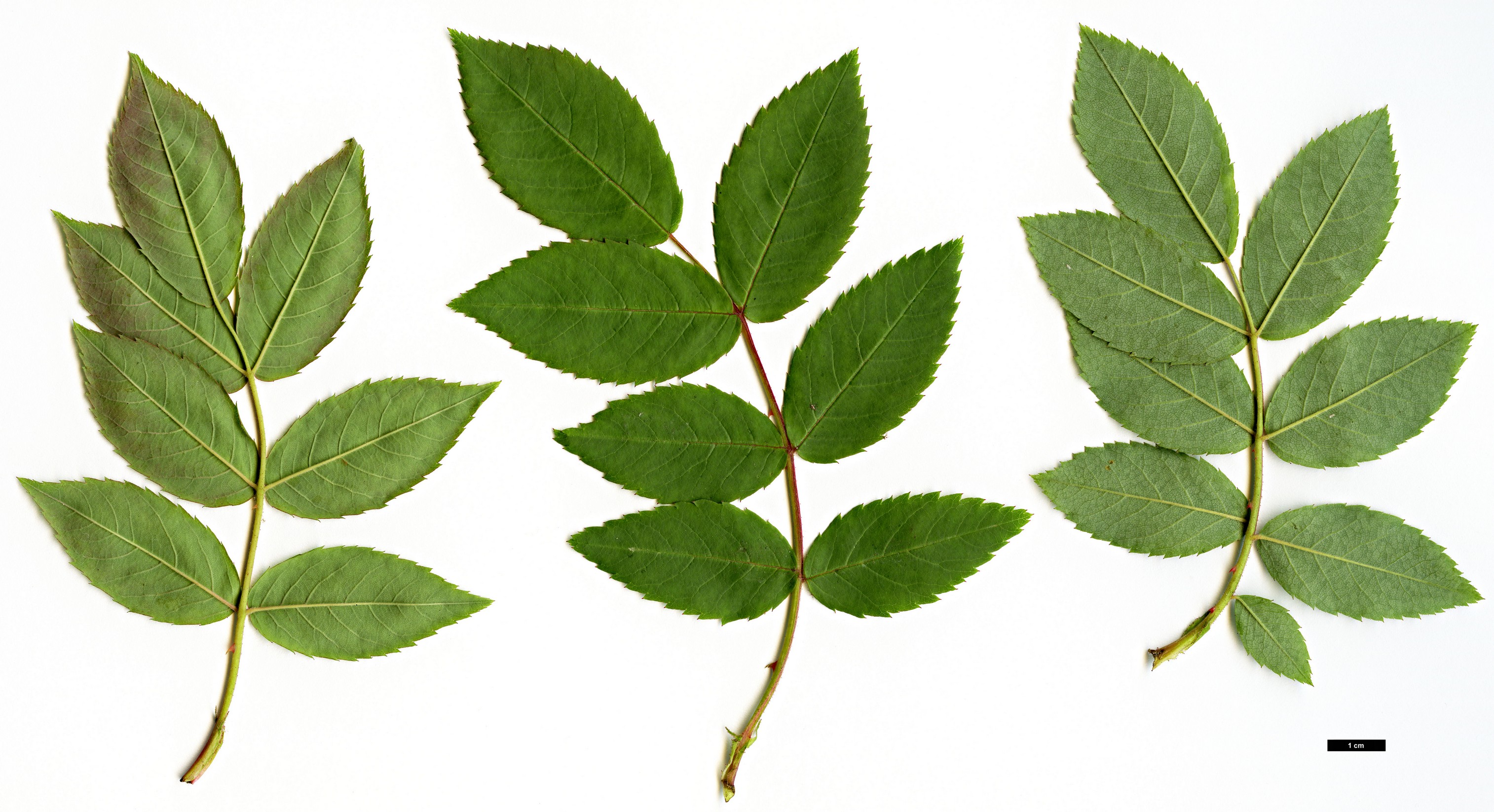 High resolution image: Family: Rosaceae - Genus: Rosa - Taxon: brunonii