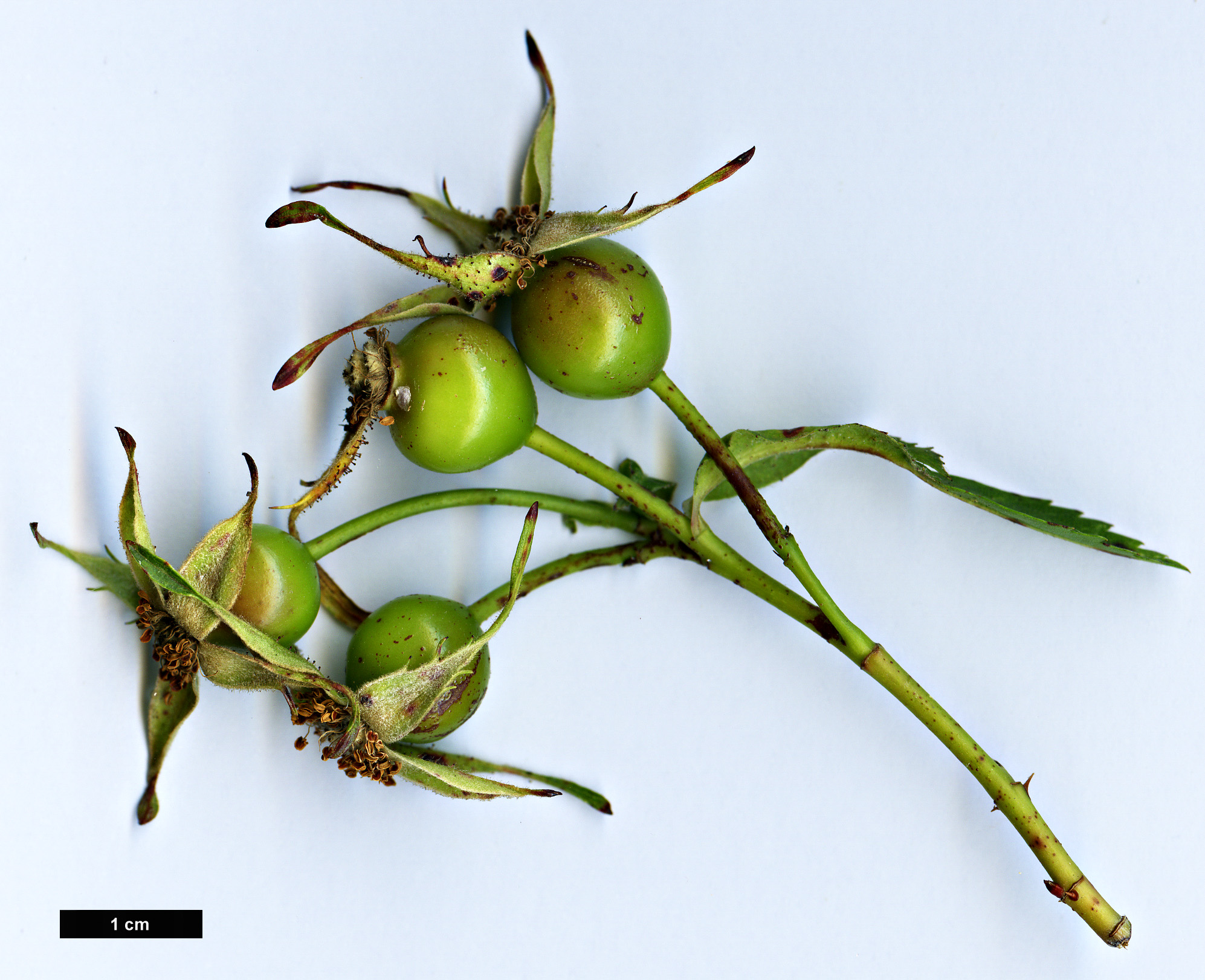 High resolution image: Family: Rosaceae - Genus: Rosa - Taxon: carolina