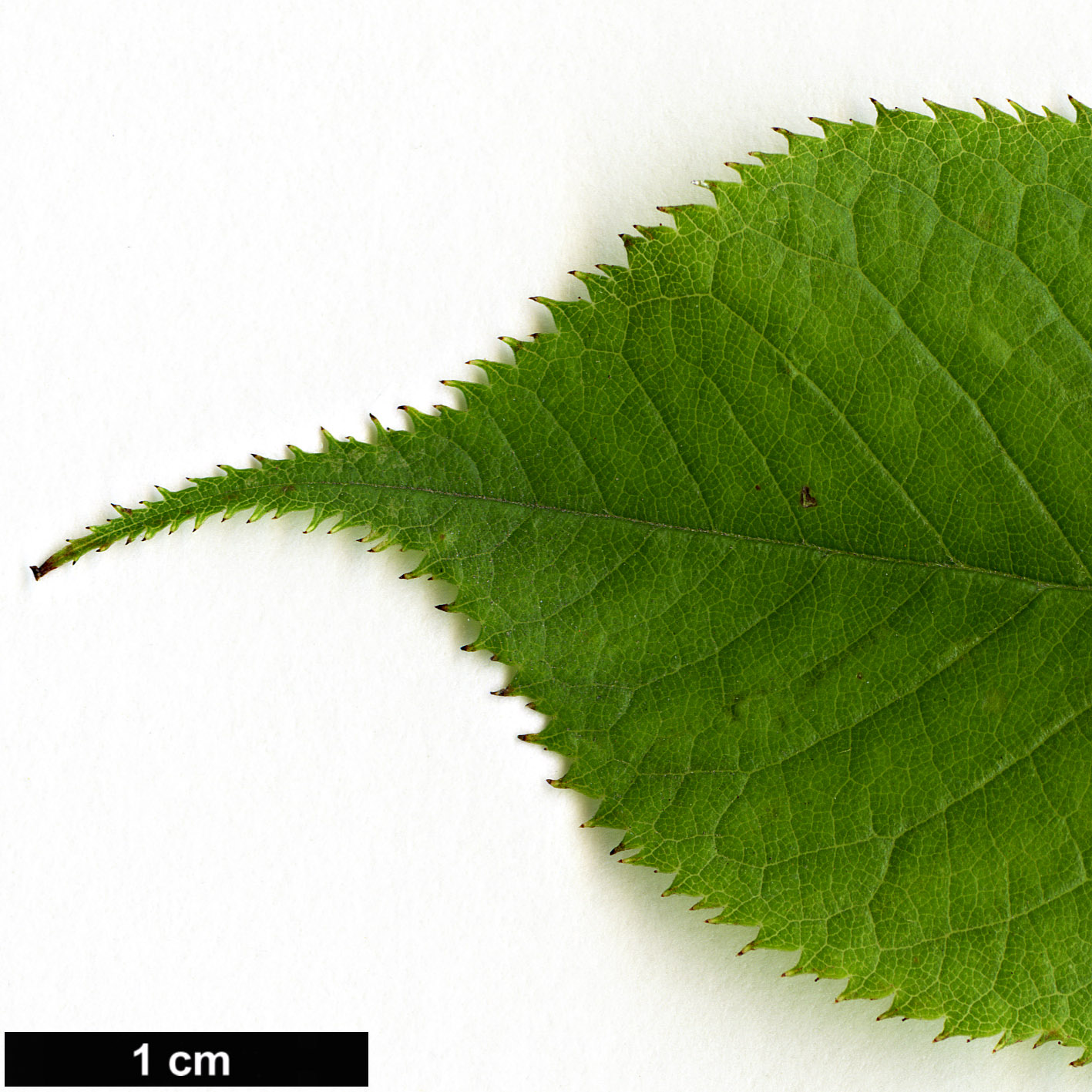 High resolution image: Family: Rosaceae - Genus: Rosa - Taxon: chinensis