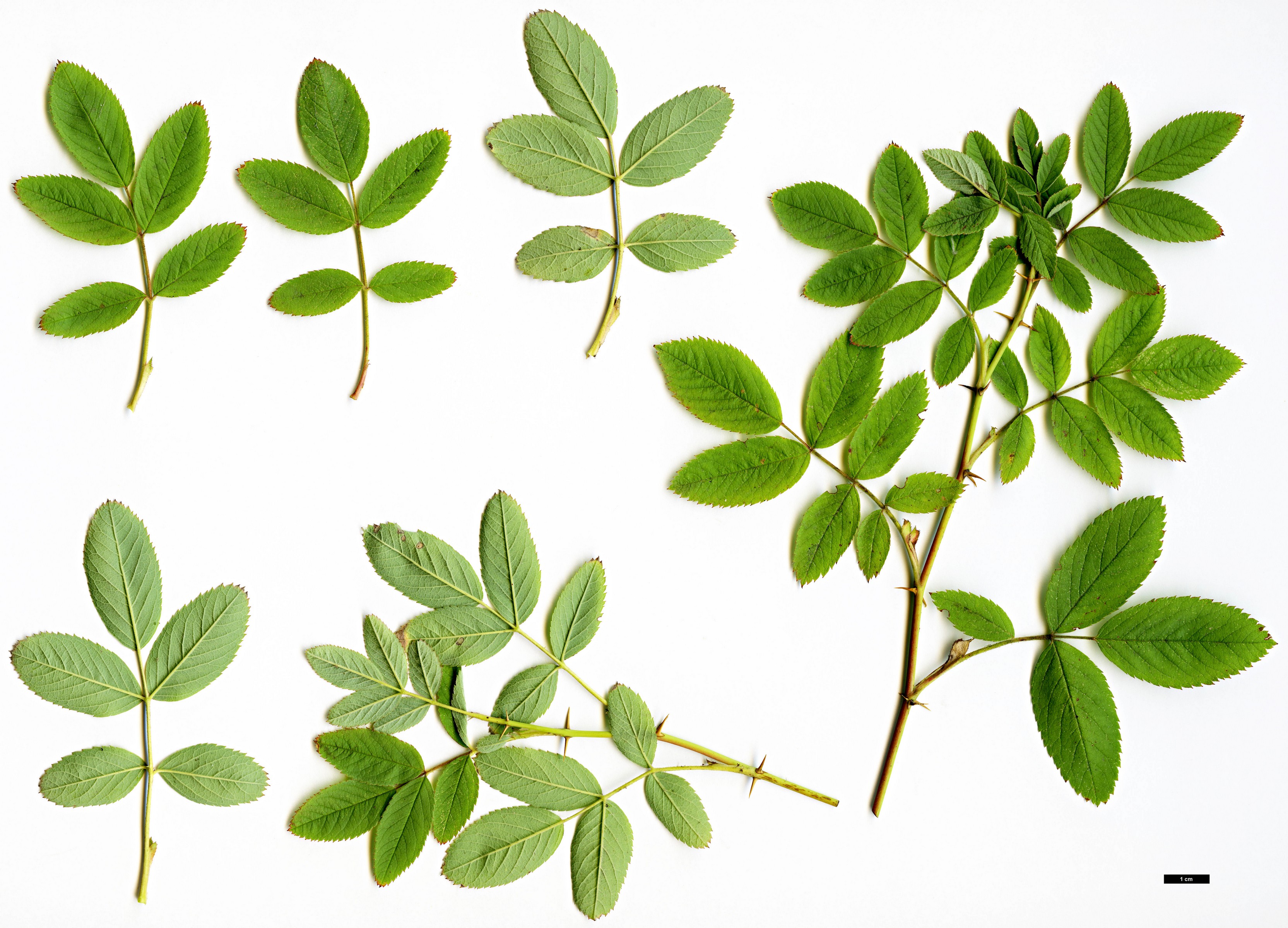 High resolution image: Family: Rosaceae - Genus: Rosa - Taxon: cinnamomea