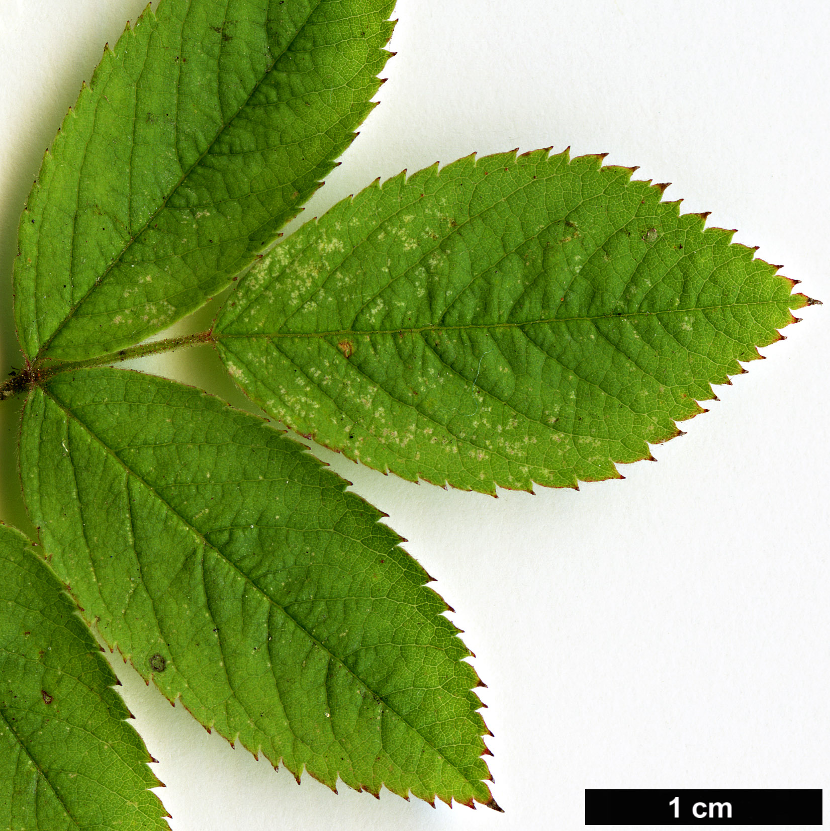 High resolution image: Family: Rosaceae - Genus: Rosa - Taxon: cinnamomea